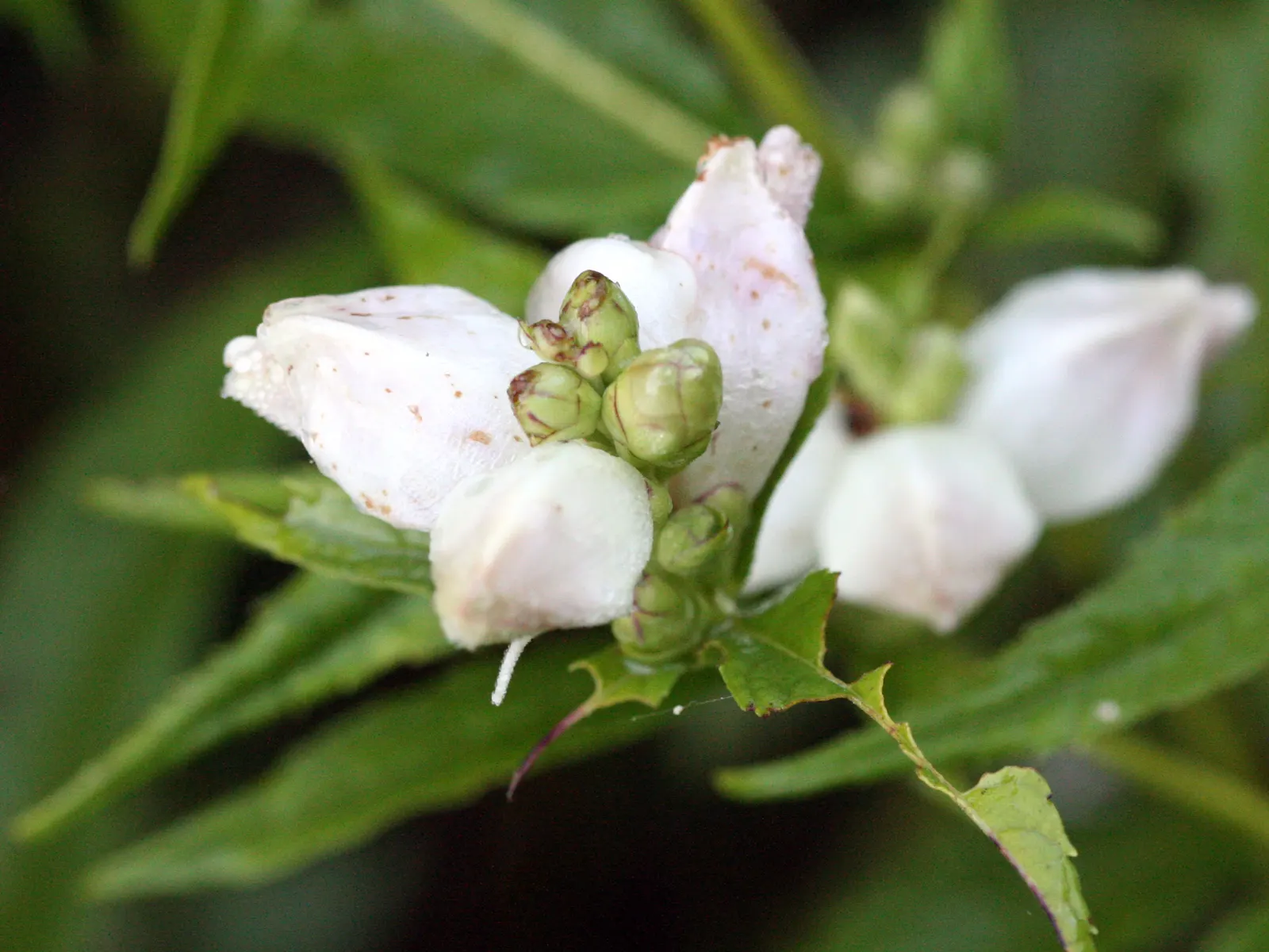 Turtlehead (Chelone Glabra) — \n\n(Note: Plant sizes and growth conditions are represented using the imperial system as requested.); lance-shaped leaves that