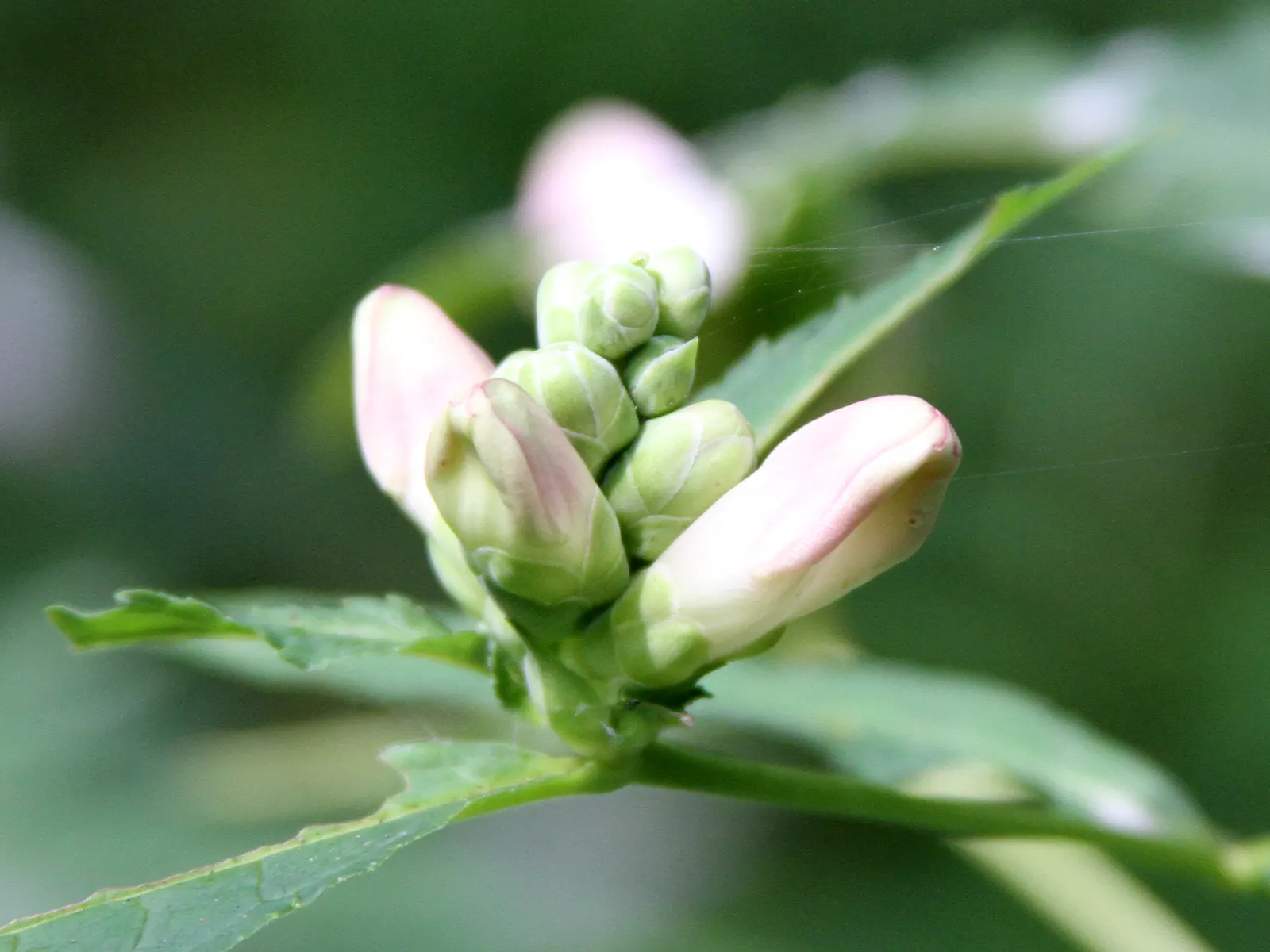 Turtlehead (Chelone Glabra) — making it ideal for rain gardens or areas with natural water features
