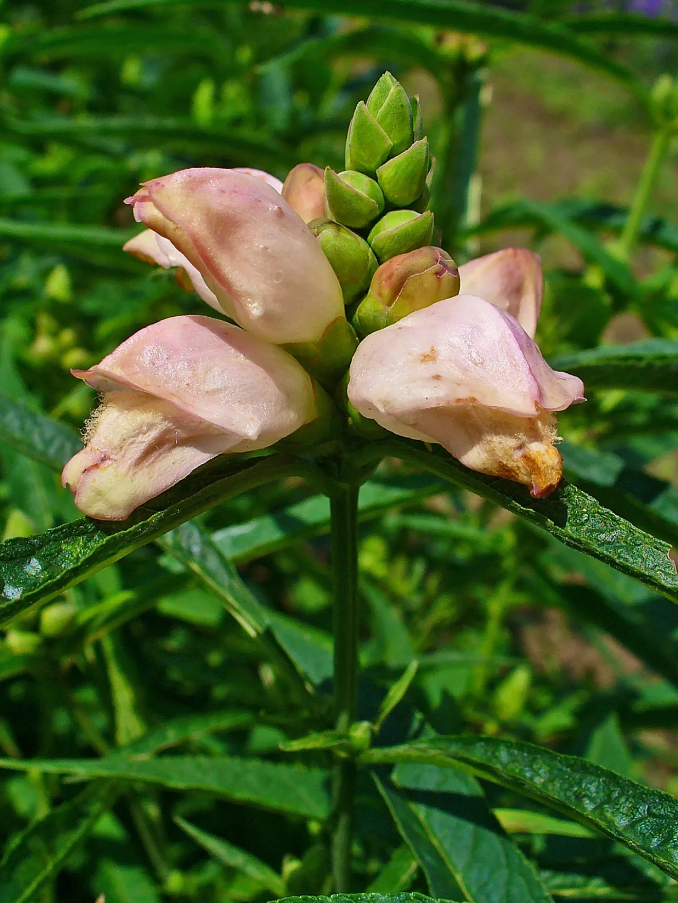 Turtlehead (Chelone Glabra) — is a perennial plant native to North America