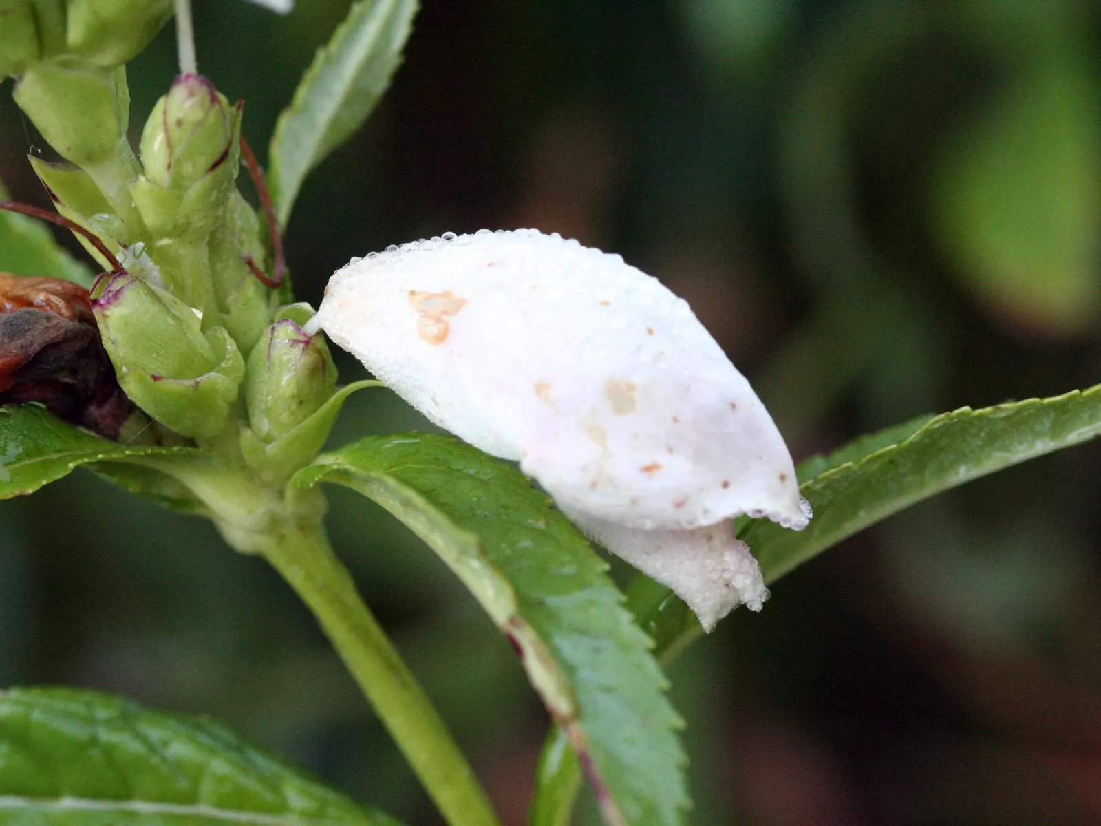 Turtlehead (Chelone Glabra) — which are a magnet for pollinators