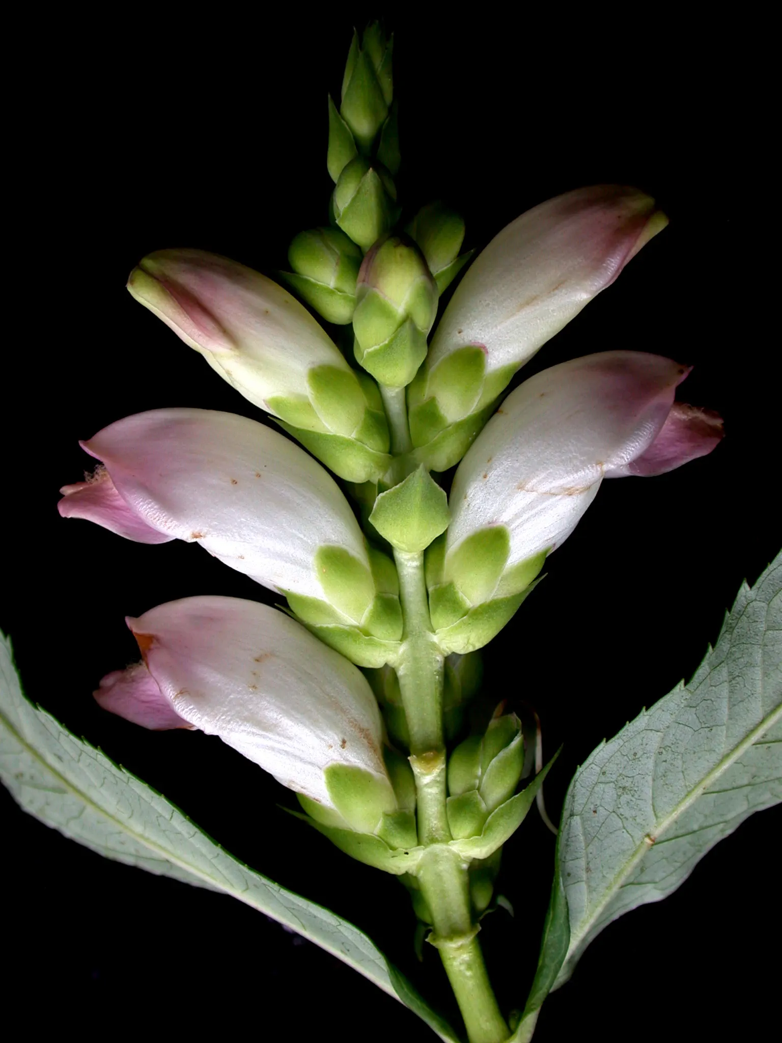 Turtlehead (Chelone Glabra) — is a perennial plant native to North America; is a perennial herbaceous plant featuring distinctive white blooms resembling a
