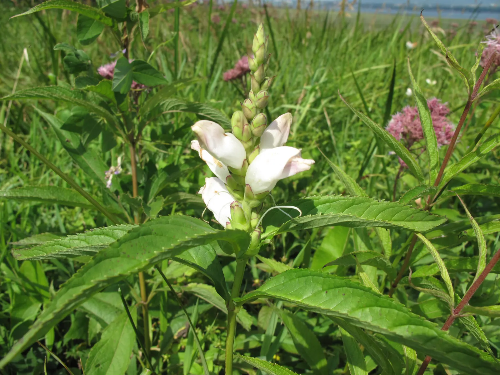 Turtlehead (Chelone Glabra) — each about 1 inch in length