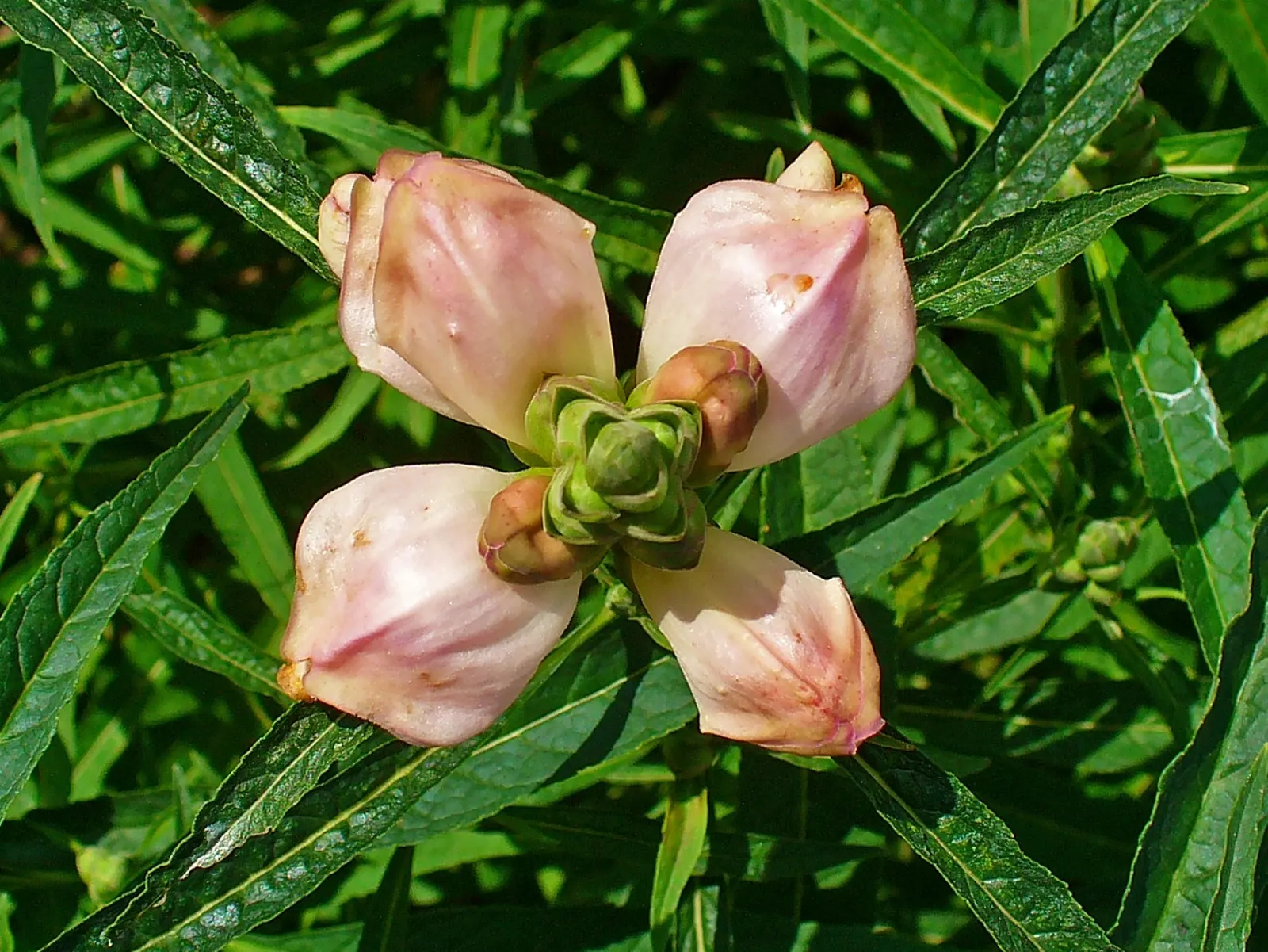 Turtlehead (Chelone Glabra) — commonly known as Turtlehead