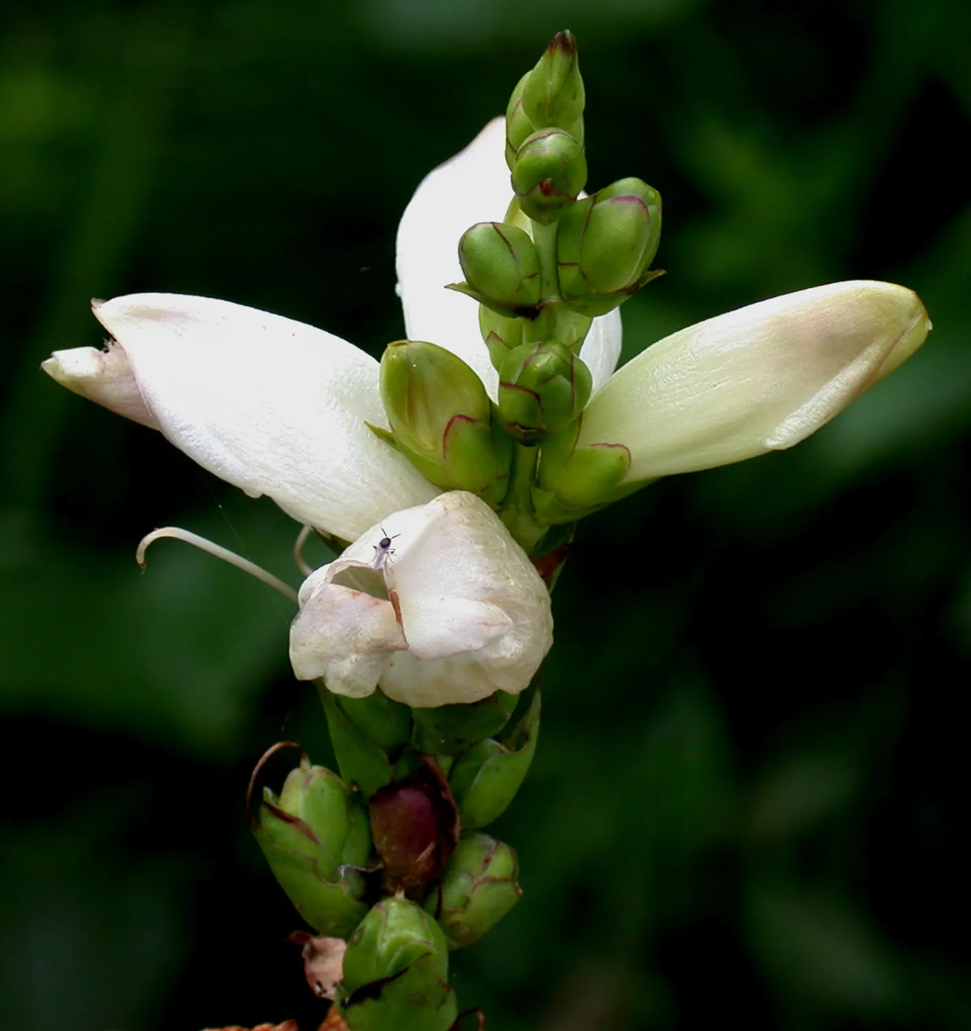 Turtlehead (Chelone Glabra) — commonly known as Turtlehead; mature size reaches 2-3 feet high and 1-2 feet wide