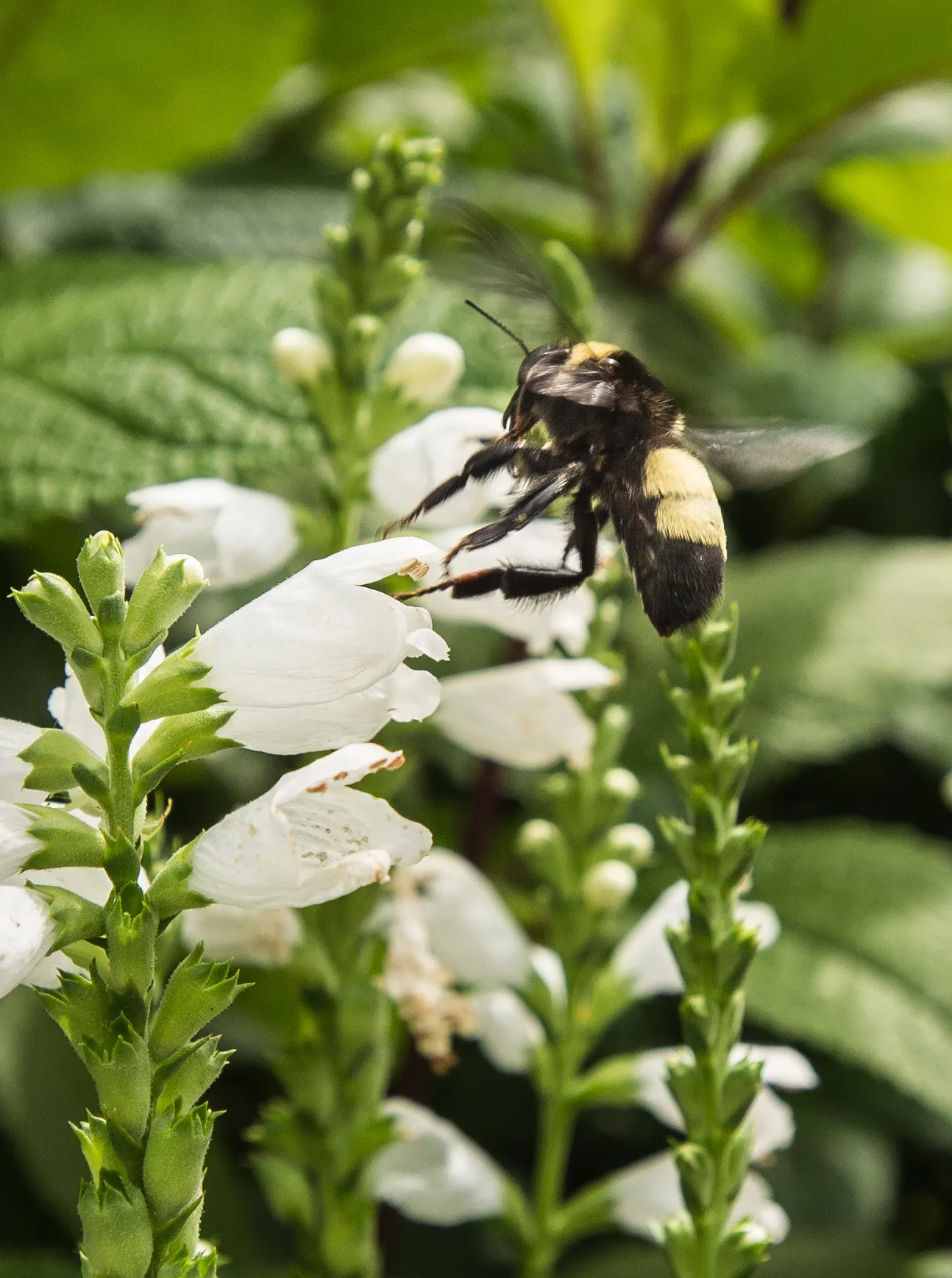 Turtlehead (Chelone Glabra) — Turtlehead thrives in USDA hardiness zones 3 to 8 and prefers consistently moist to wet soils; or along stream banks for