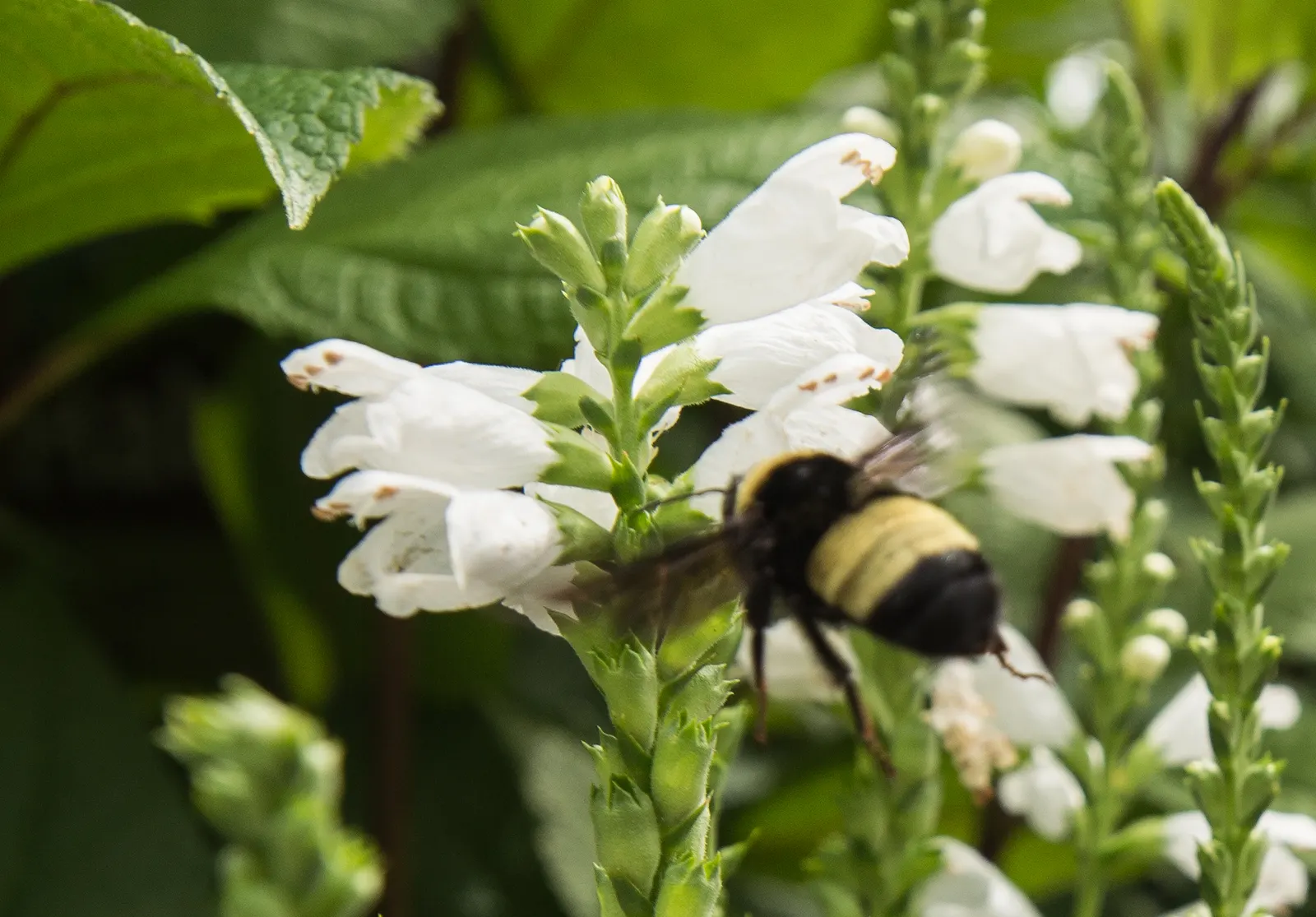 Turtlehead (Chelone Glabra) — Blooms in late summer to early fall, providing interest and attracting pollinators