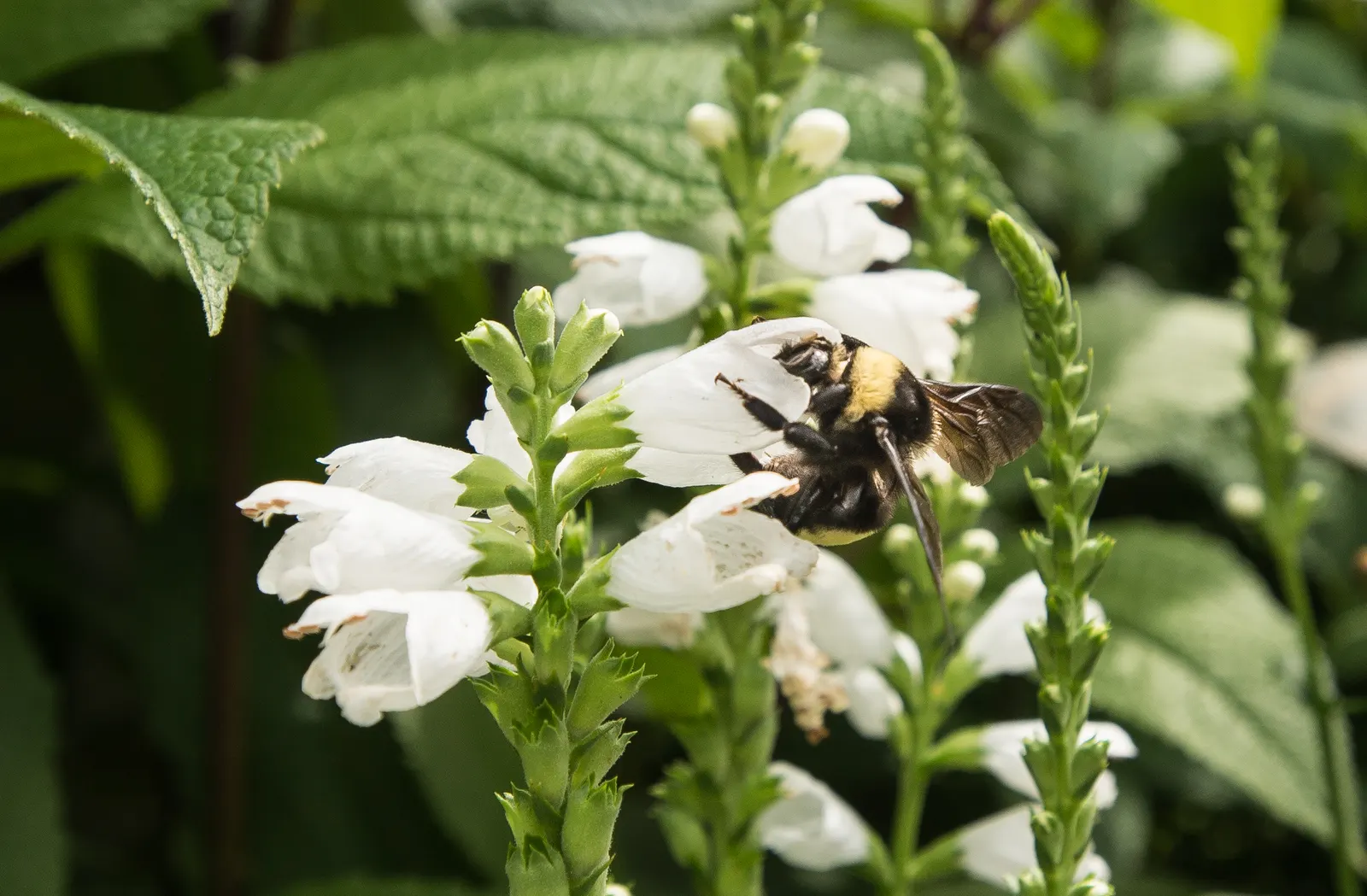Turtlehead (Chelone Glabra) — making it ideal for rain gardens or areas with natural water features; commonly known as Turtlehead
