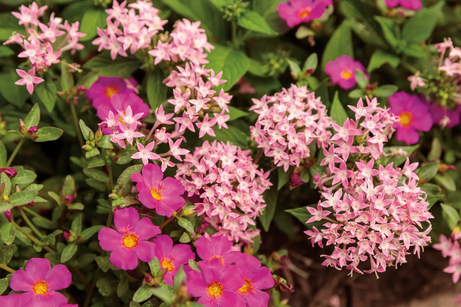 Pink Egyptian Star Flower (Pentas lanceolata) — Proven Winners - Sunstar® Pink - Egyptian Star Flower - Pentas lanceolata pink blush pink plant details