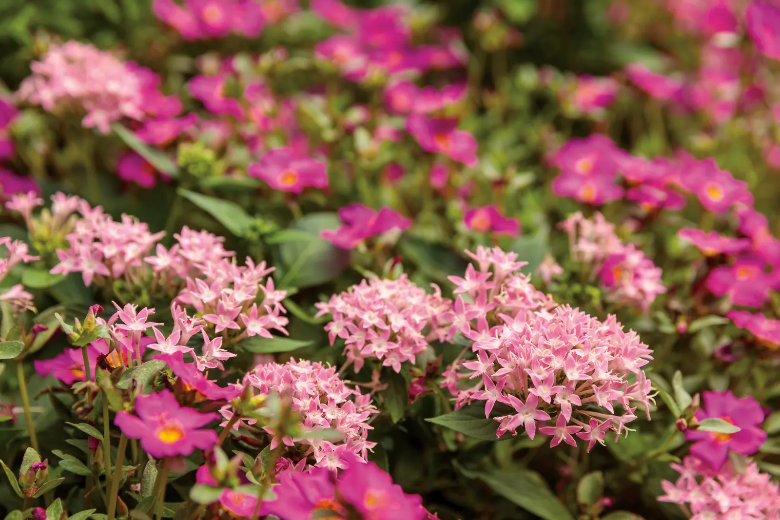 Pink Egyptian Star Flower (Pentas lanceolata) — information and resources