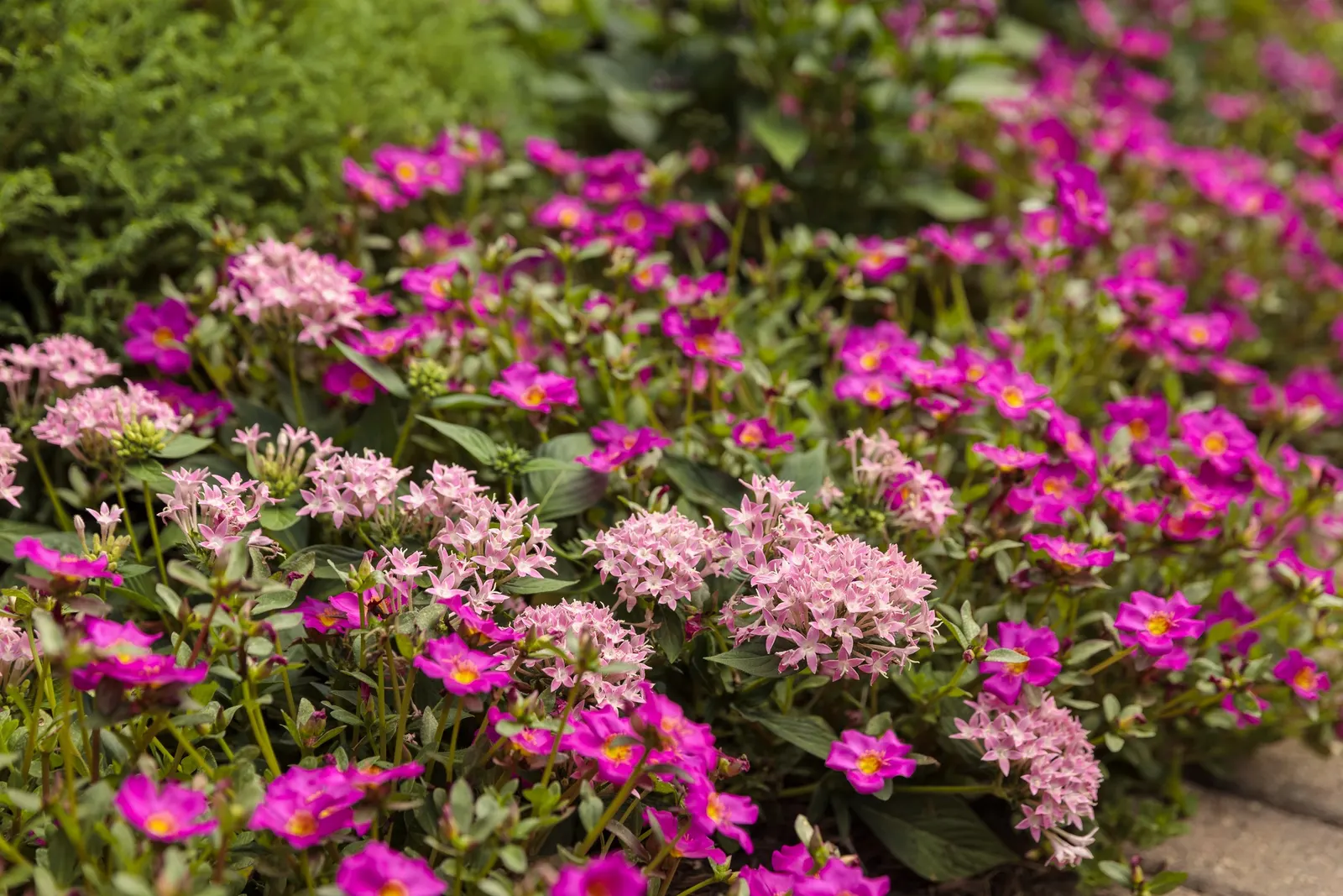 Pink Egyptian Star Flower (Pentas lanceolata) — Pentas is best grown in good