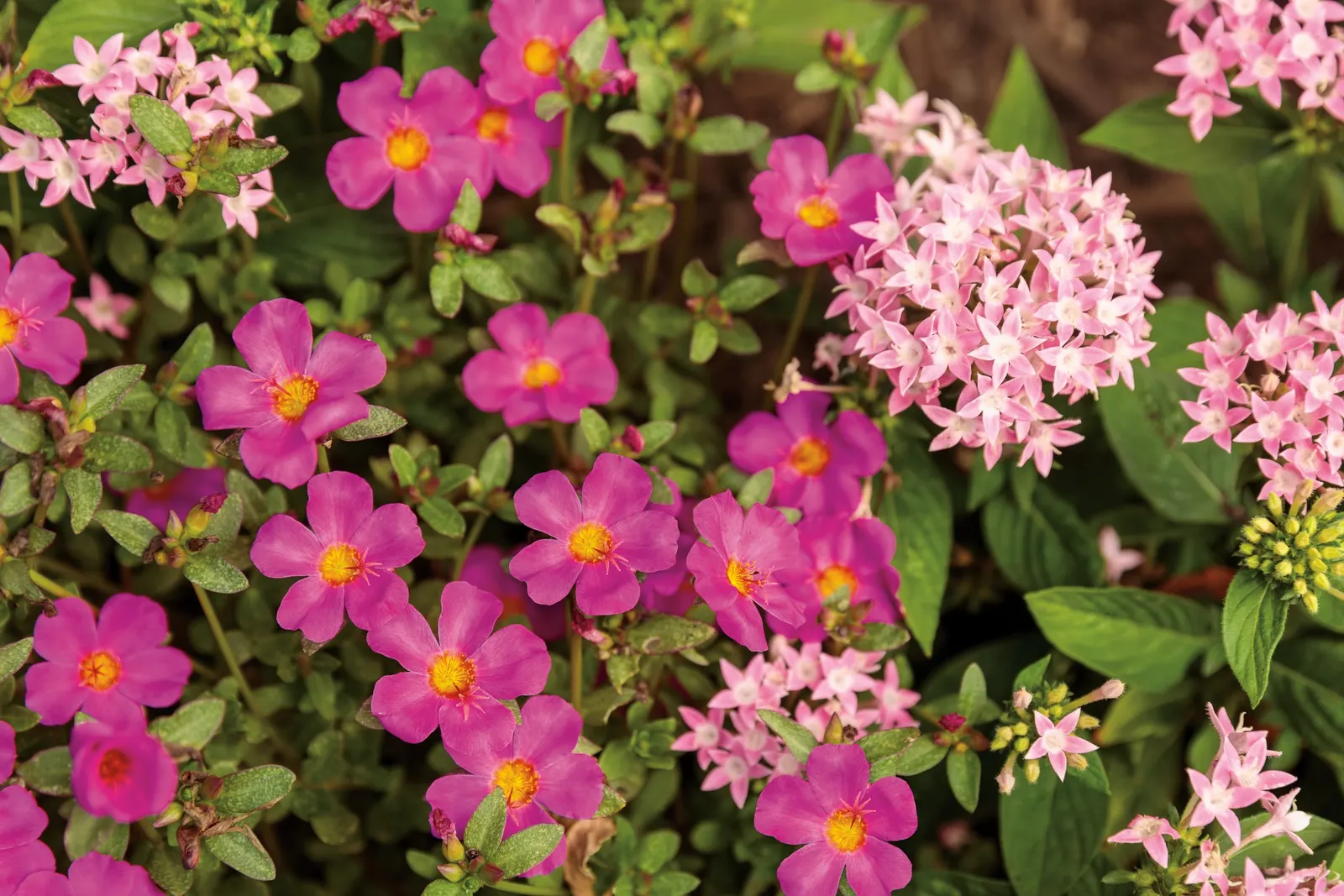 Pink Egyptian Star Flower (Pentas lanceolata) — They prefer a pH close to 7