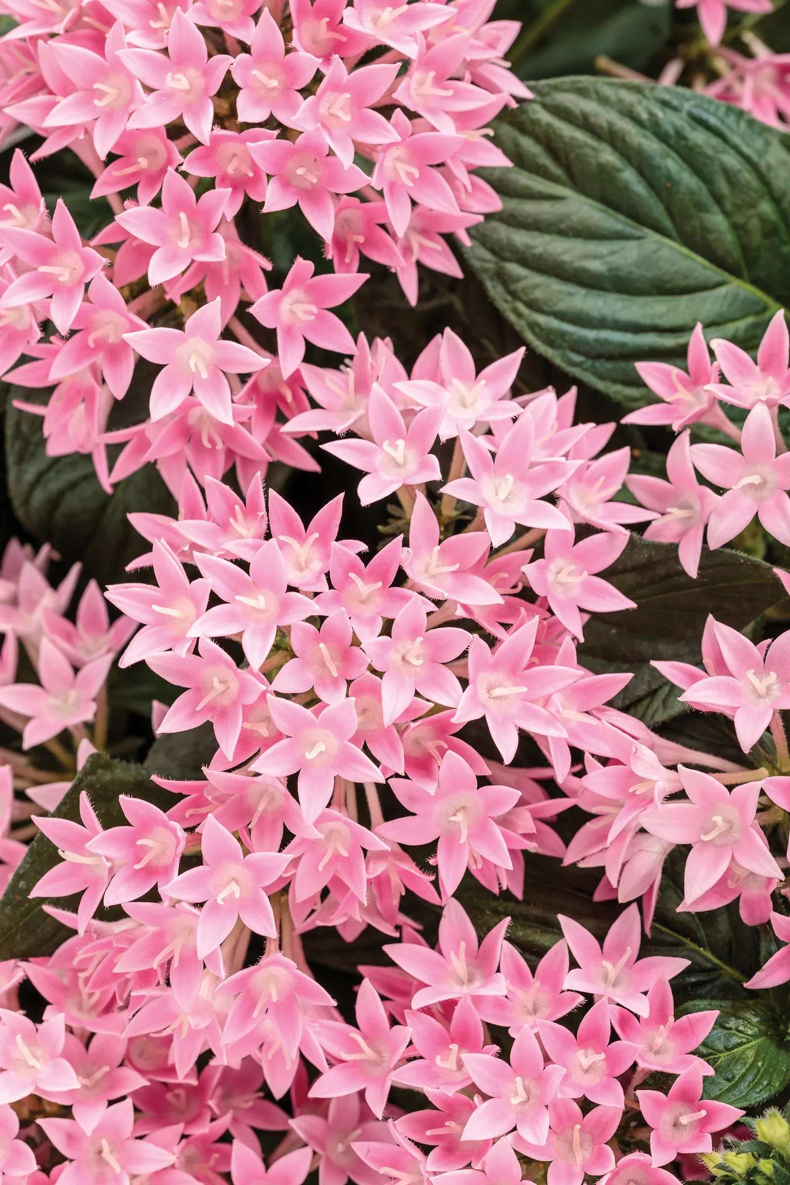 Pink Egyptian Star Flower (Pentas lanceolata) — They prefer a pH close to 7; an application of controlled release fertilizer at planting should be sufficient