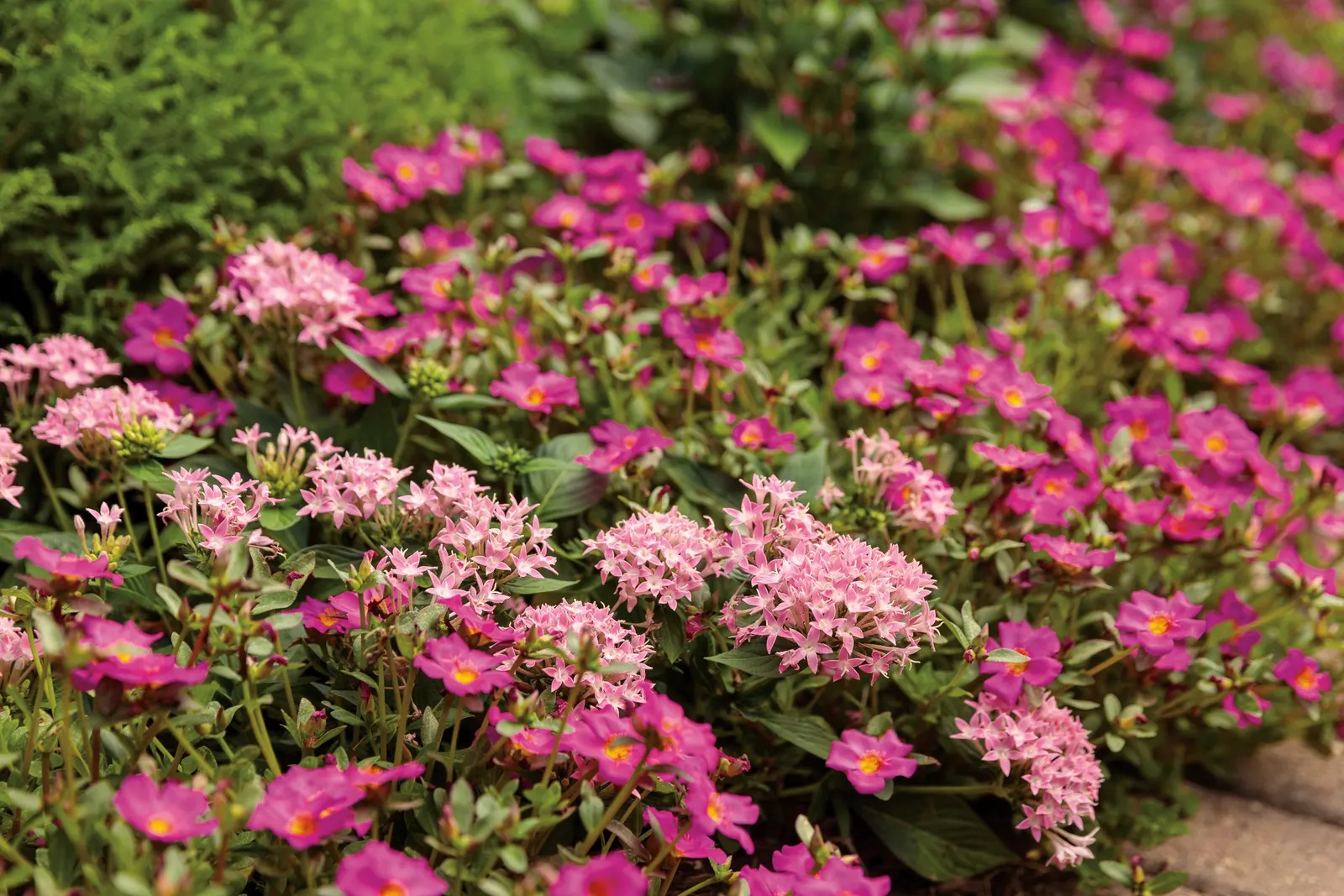 Pink Egyptian Star Flower (Pentas lanceolata) — but it can tolerate poorer soils as well
