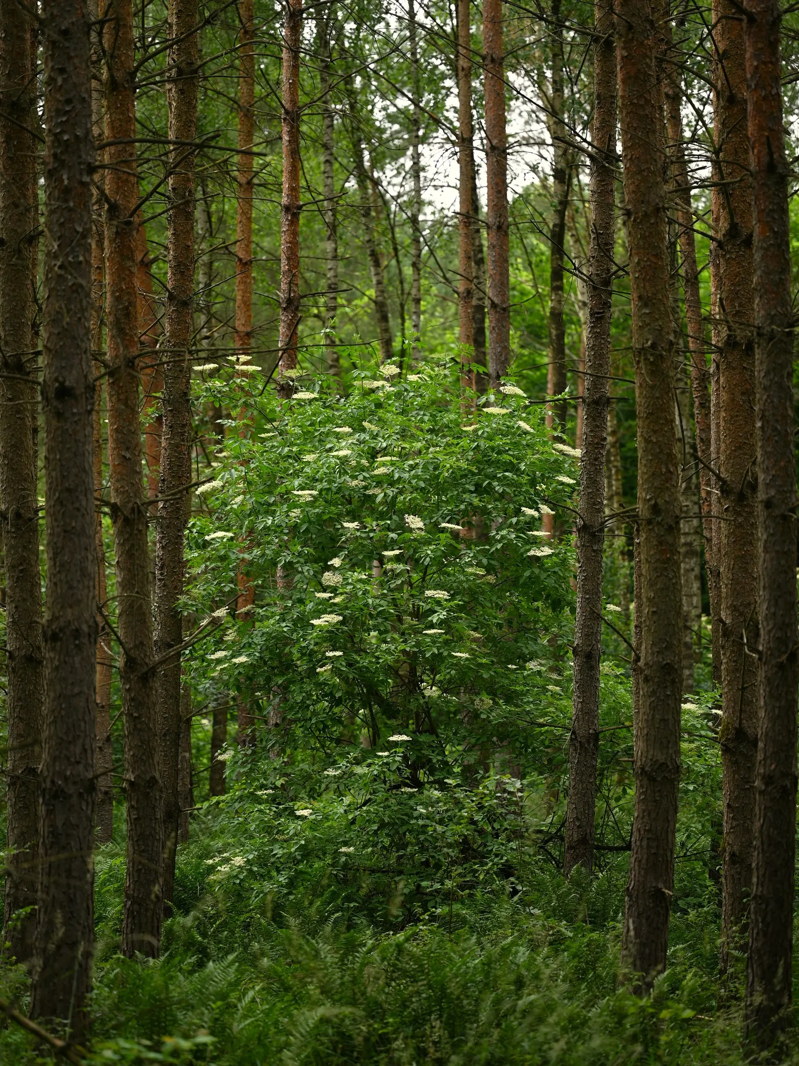 Black Elderberry (Sambucus Nigra) — this plant has the ability to tolerate a range of soil conditions; to create a naturalistic or, image 104