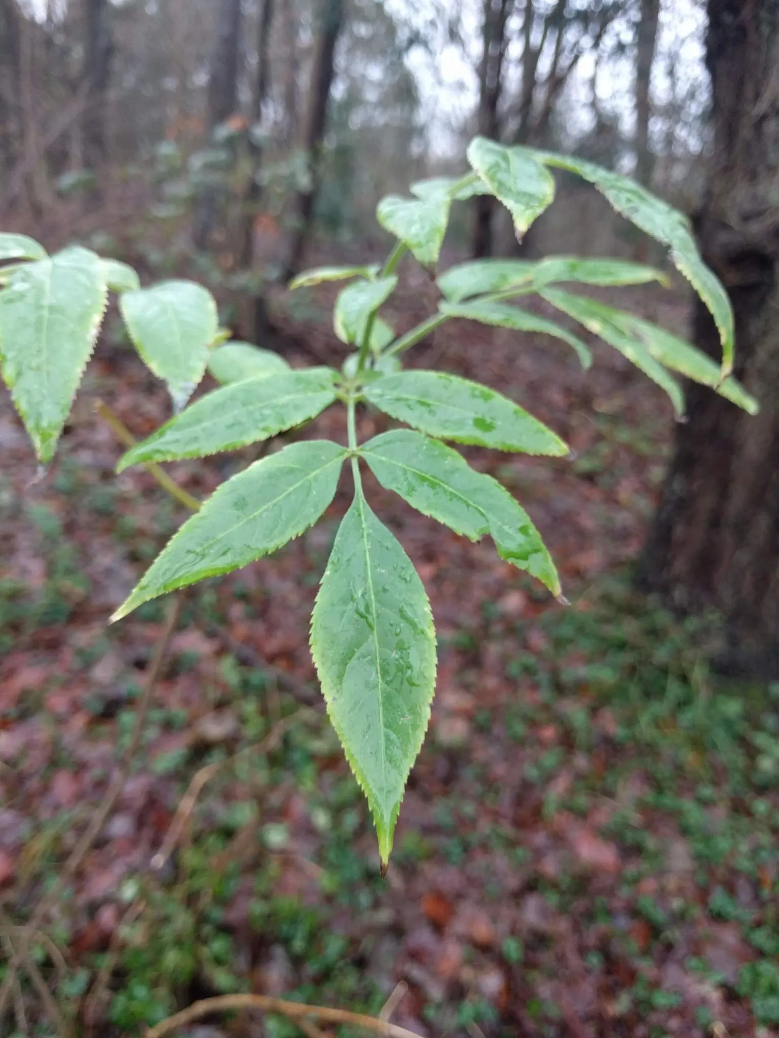 Black Elderberry (Sambucus Nigra) — keeping in mind its growth potential; to create a naturalistic or wildlife-friendly garden aesthetic, image 108