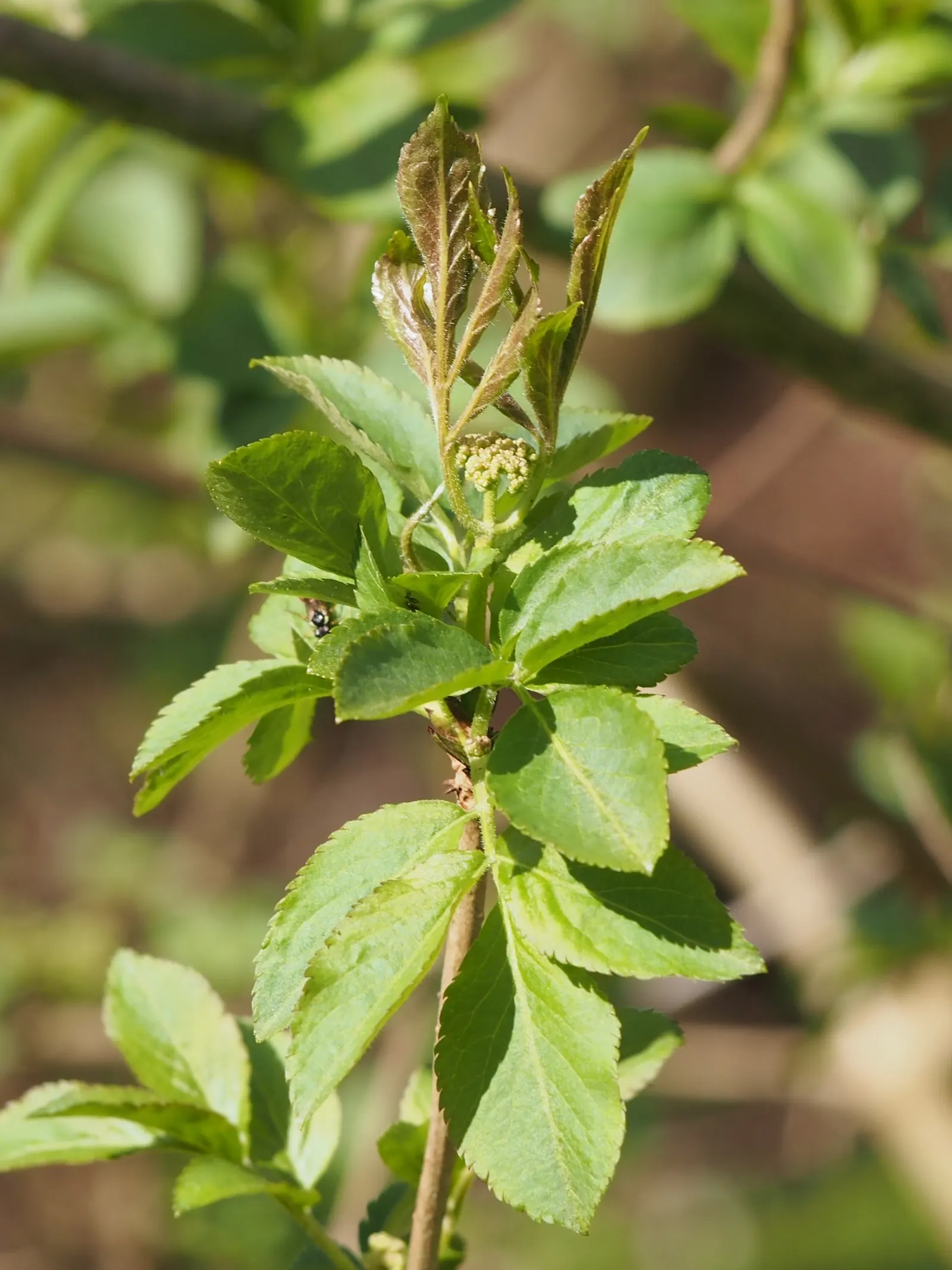 Black Elderberry (Sambucus Nigra) — measuring around 2 to 5 inches in length.<br><br>In late spring to early summer; sambucus nigra is bedecked, image 94