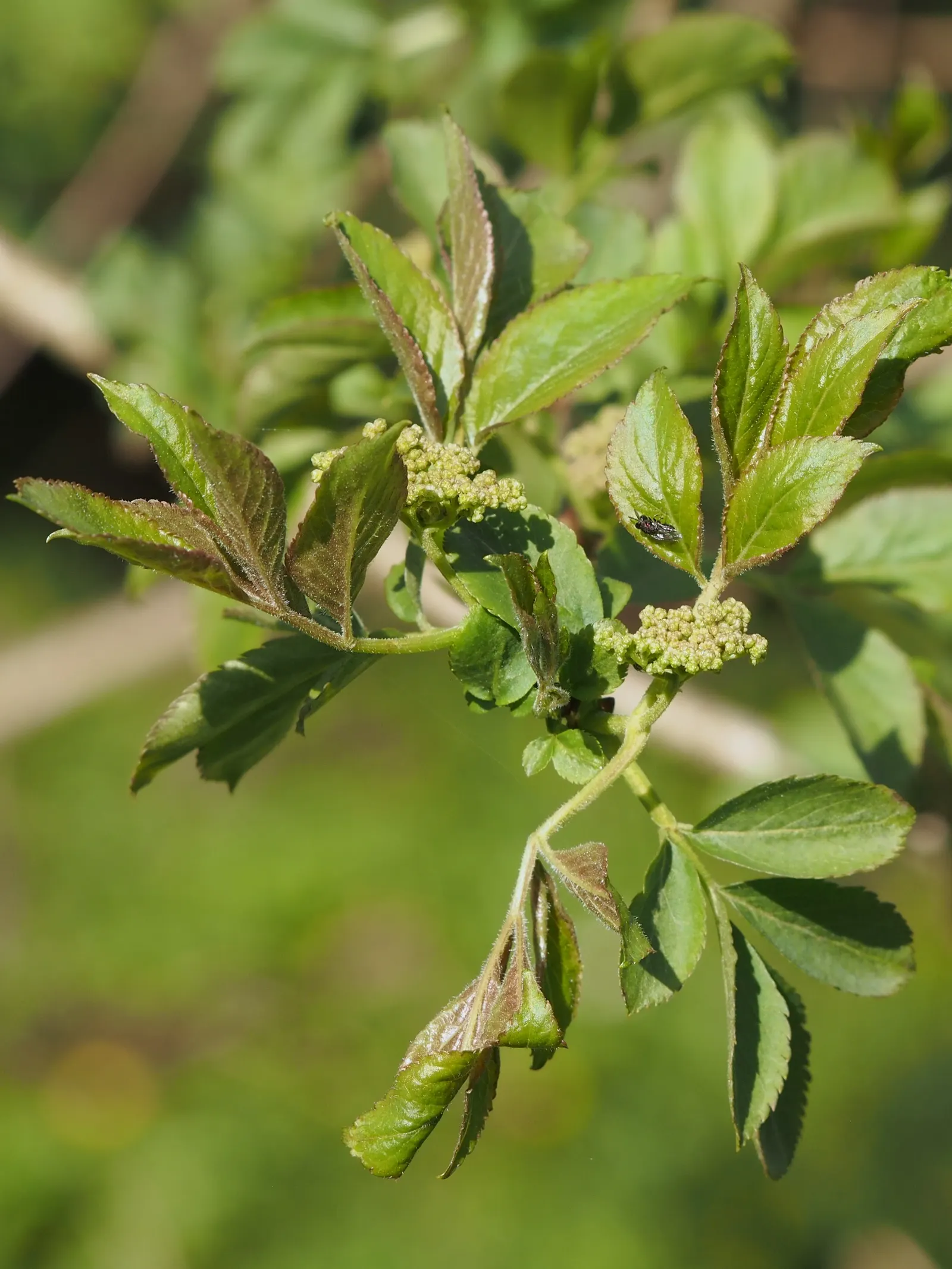 Black Elderberry (Sambucus Nigra) — moist soil rich in organic matter; this versatile plant thrives in full sun to partial shade and tolerates a, image 73