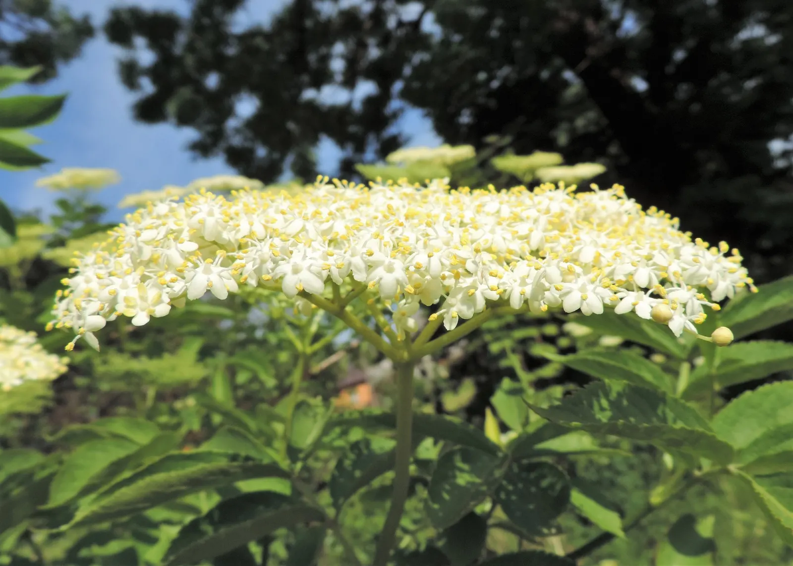 Black Elderberry (Sambucus Nigra) — each roughly 1/4 inch in diameter; to create a naturalistic or wildlife-friendly garden aesthetic, image 100