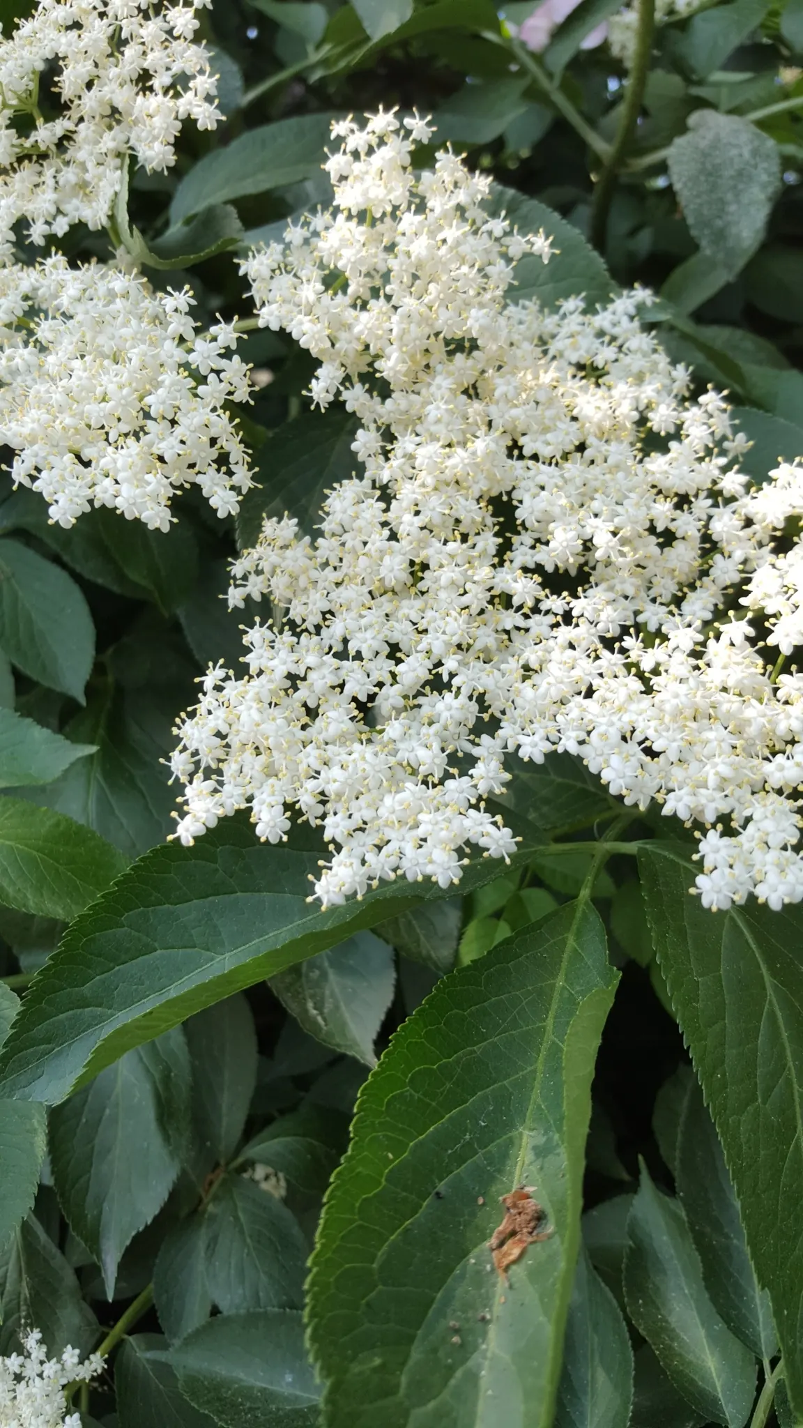 Black Elderberry (Sambucus Nigra) — Black Elderberry (Sambucus nigra) is a deciduous shrub noted for its lush; this versatile plant thrives in full, image 113
