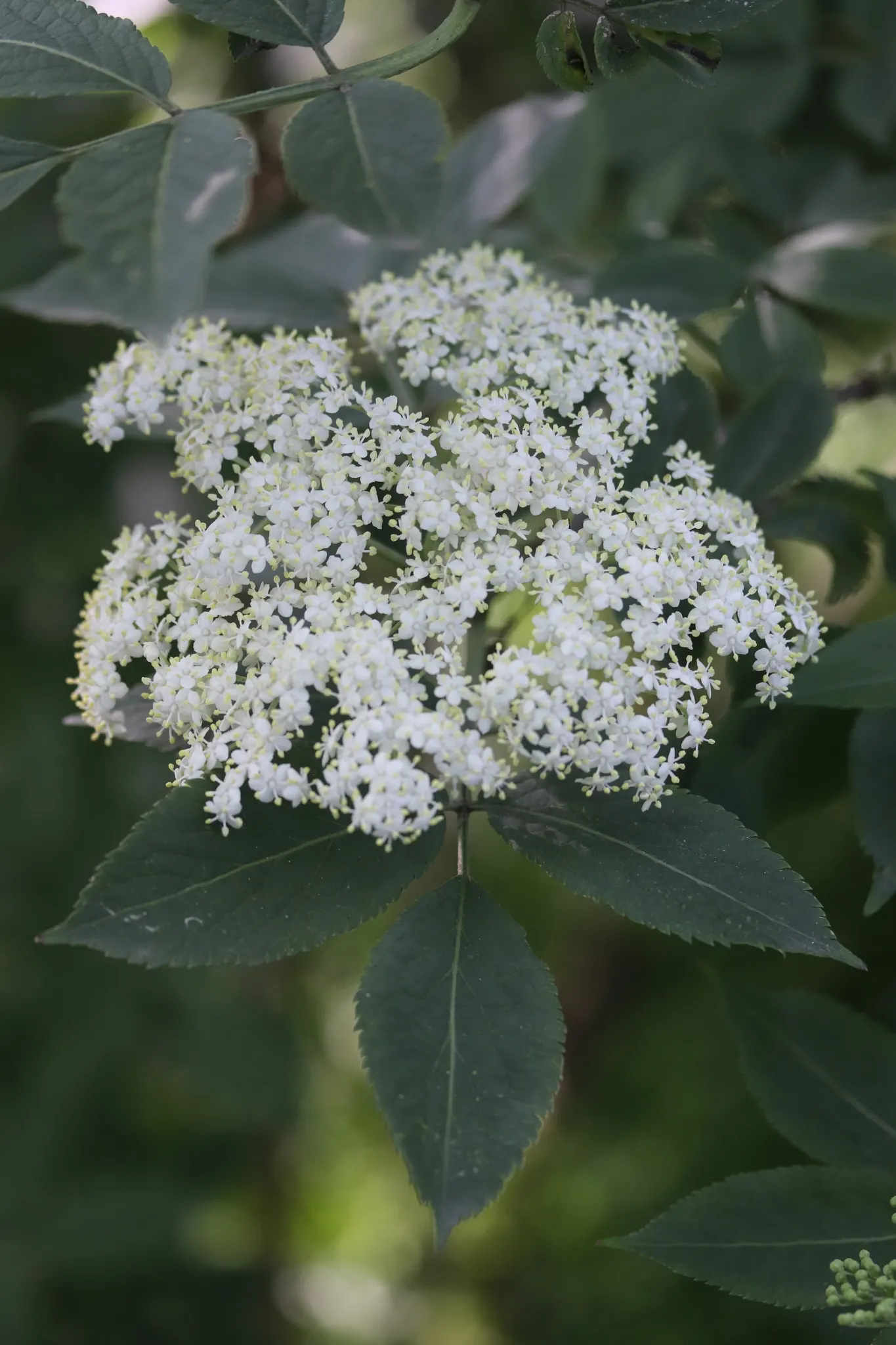 Black Elderberry (Sambucus Nigra) — to create a naturalistic or wildlife-friendly garden aesthetic; this versatile plant thrives in full sun to partial shade