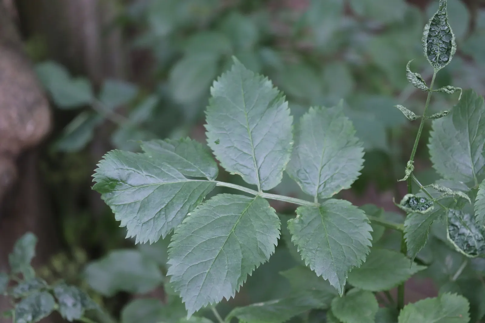 Black Elderberry (Sambucus Nigra) — Plant Black Elderberry with ample space for it to develop