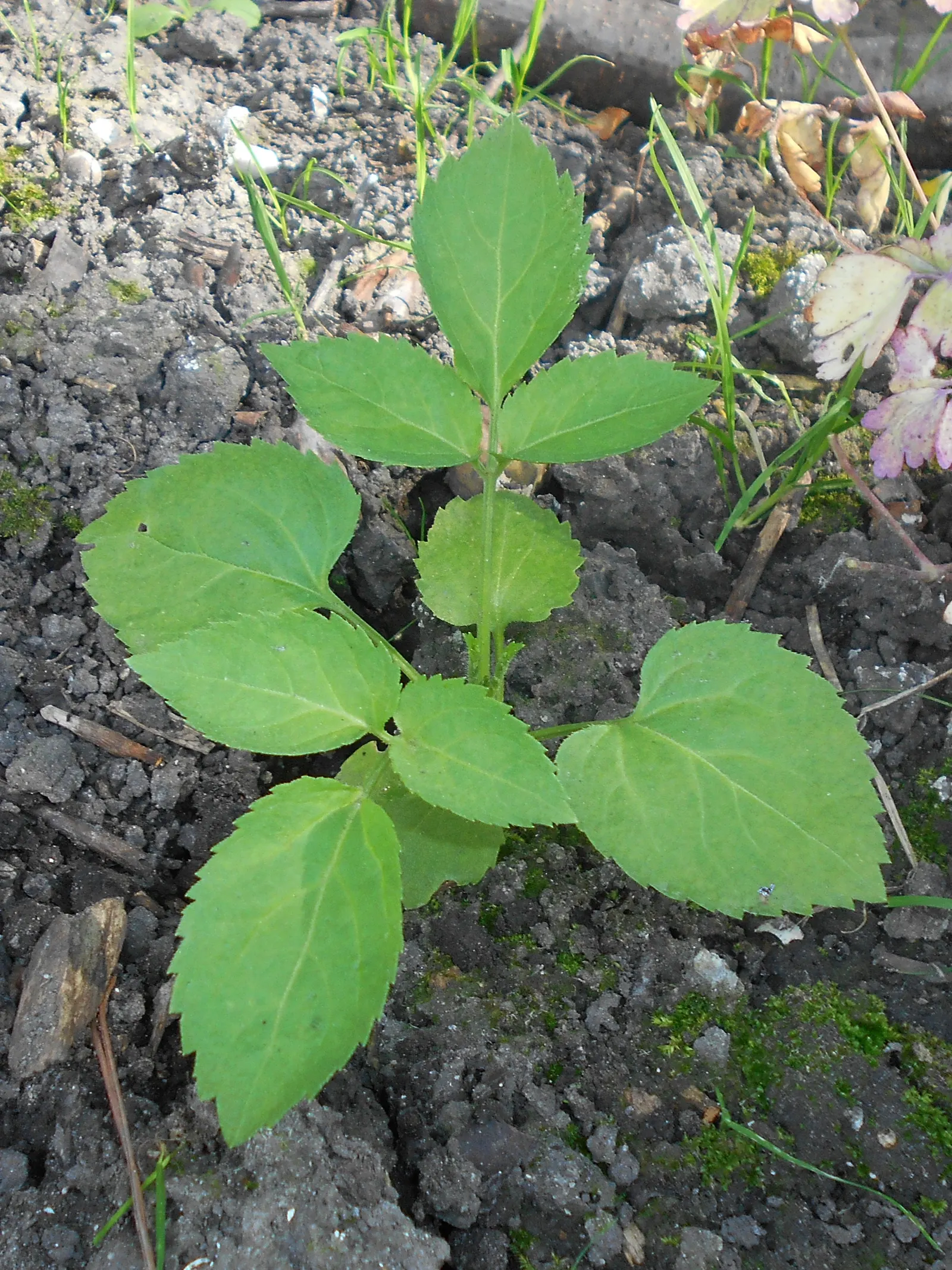 Black Elderberry (Sambucus Nigra) — This plant typically reaches a mature height of 6 to 12 feet and can spread equally wide