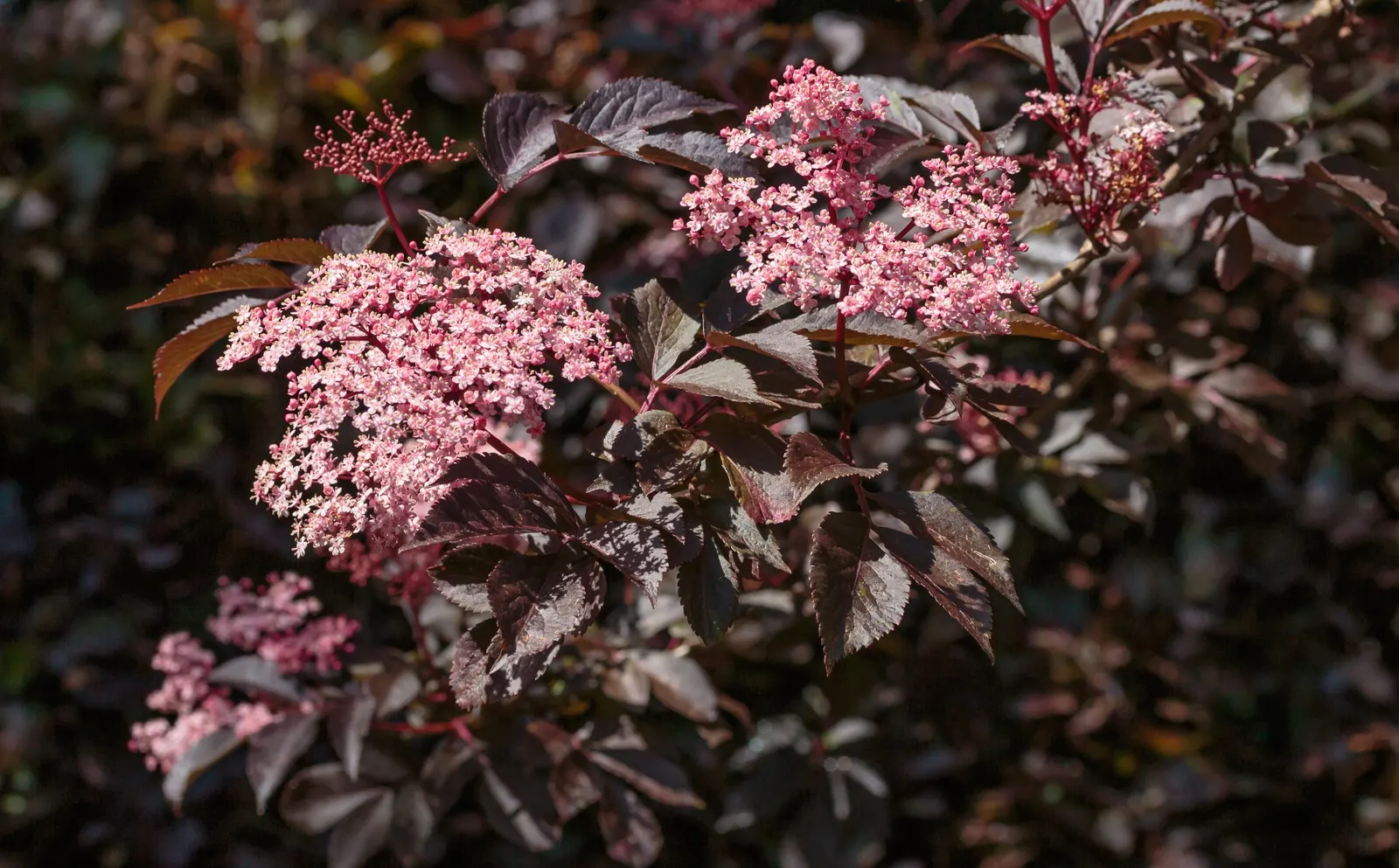 Black Elderberry (Sambucus Nigra) — purple-black berries and clusters of fragrant white flowers; sambucus nigra is bedecked with clusters of tiny, image 114