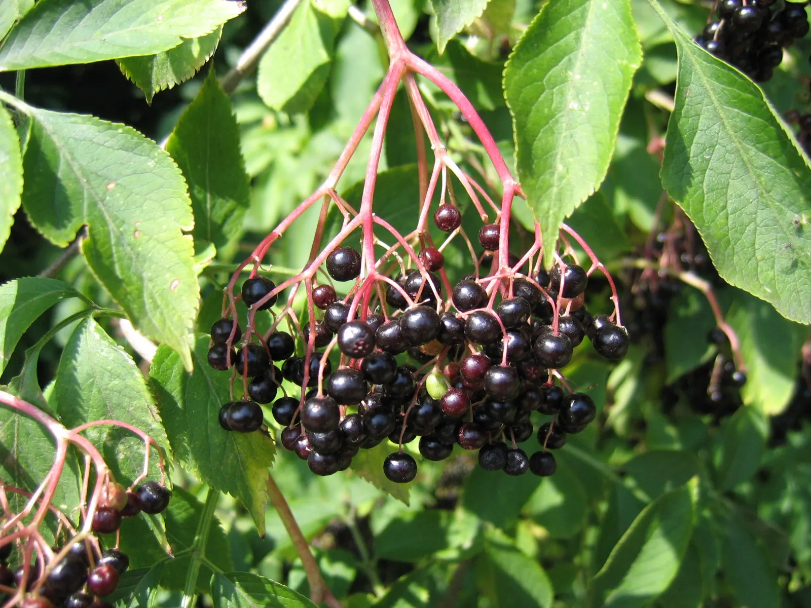 Black Elderberry (Sambucus Nigra) — deciduous shrub renowned for its ornamental and medicinal qualities; sambucus nigra is bedecked with clusters of tiny