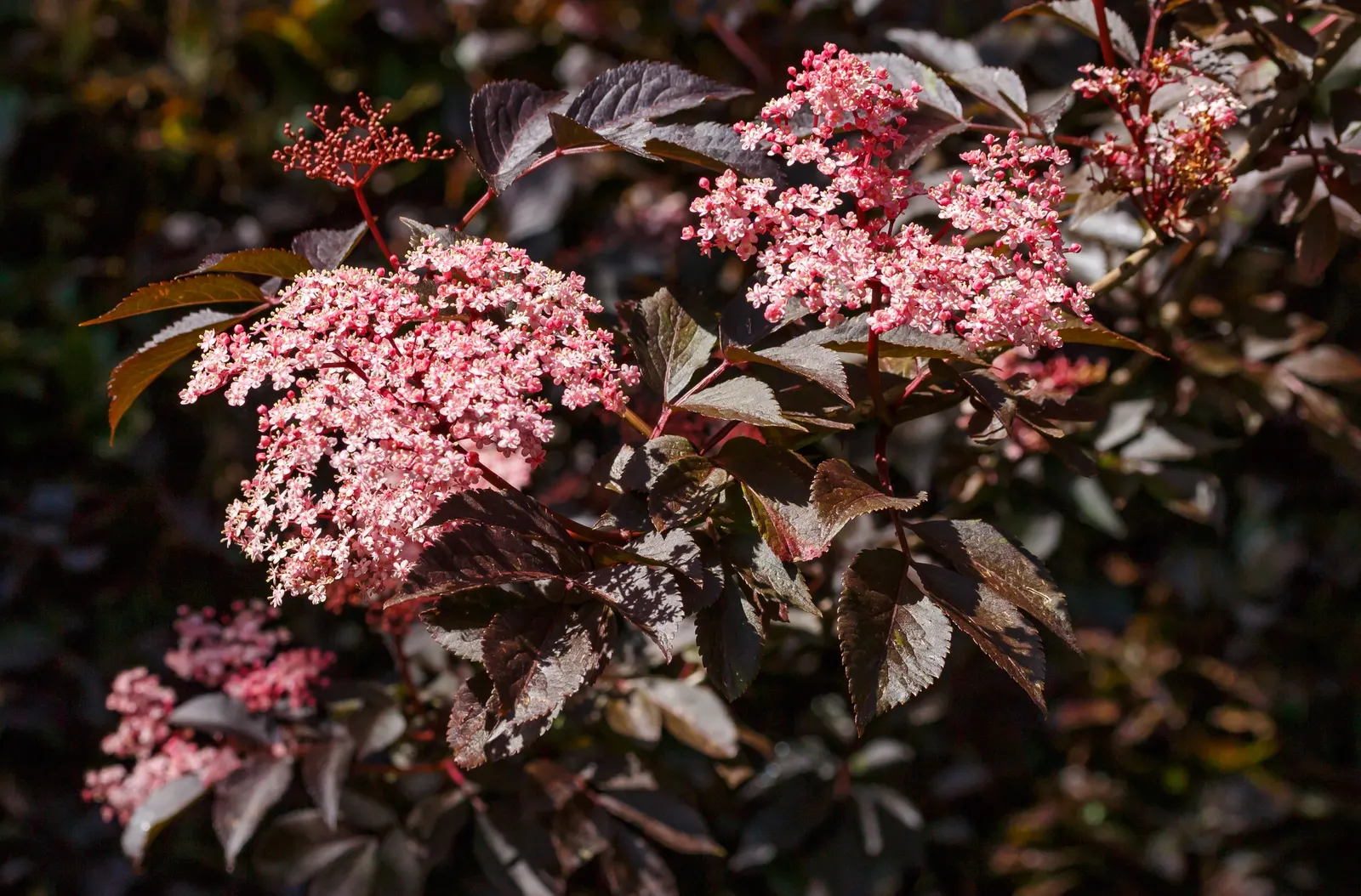 Black Elderberry (Sambucus Nigra) — this plant has the ability to tolerate a range of soil conditions