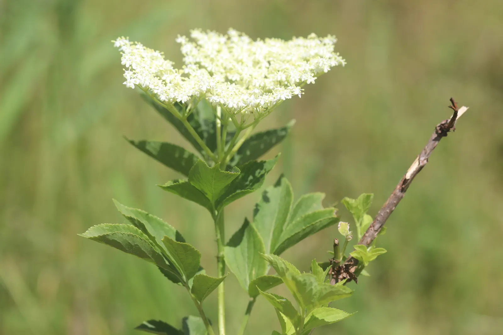 Black Elderberry (Sambucus Nigra) — the plant bears its noteworthy dark purple-to-black berries
