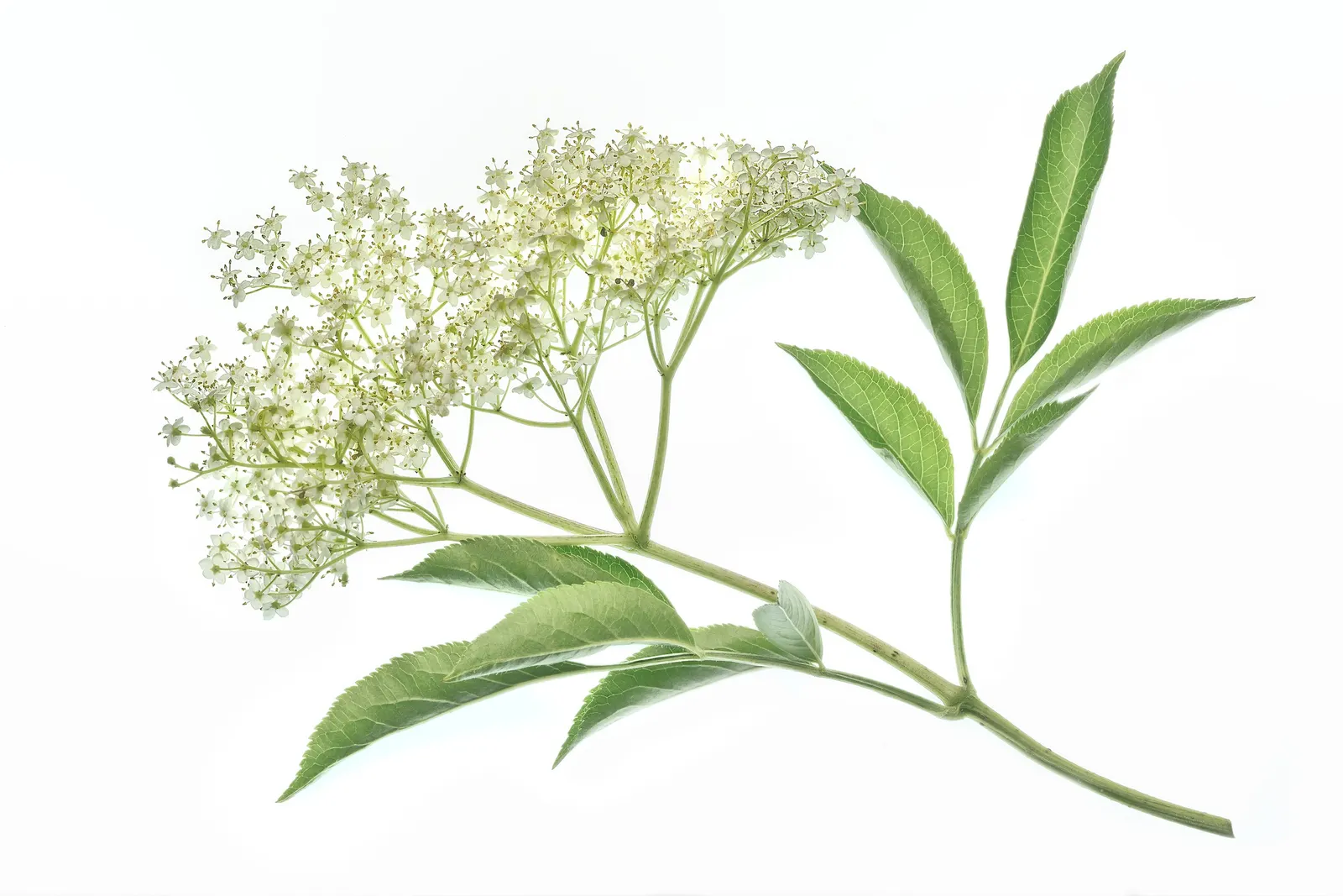 Black Elderberry (Sambucus Nigra) — deciduous shrub renowned for its ornamental and medicinal qualities; sambucus nigra is bedecked with clusters, image 90