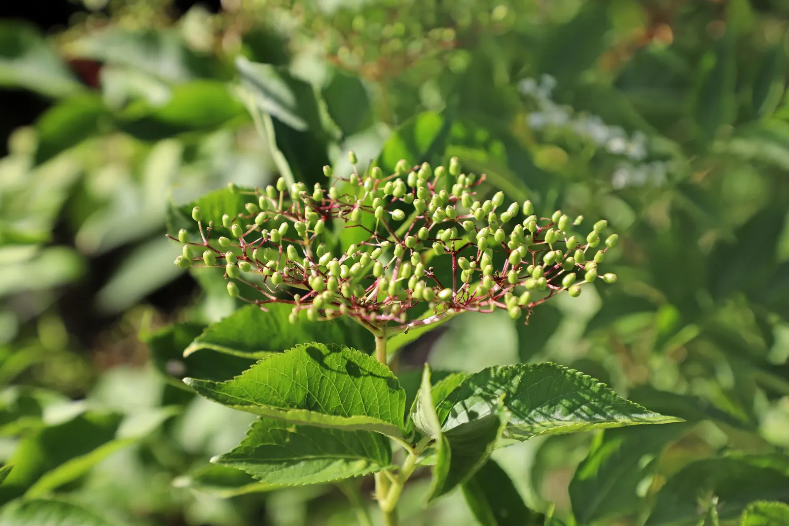 Black Elderberry (Sambucus Nigra) — Its compound leaves are a lush green; to create a naturalistic or wildlife-friendly garden aesthetic, image 120