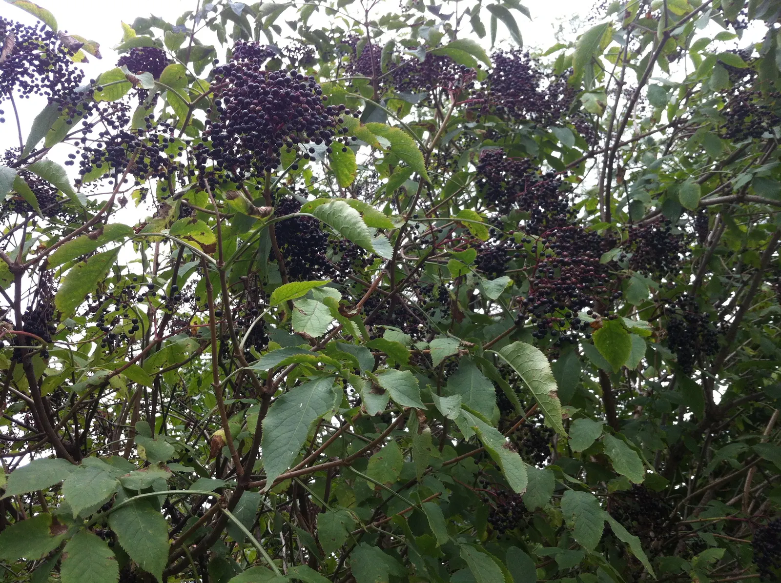 Black Elderberry (Sambucus Nigra) — Following the flowering period; sambucus nigra is bedecked with clusters of tiny, image 70