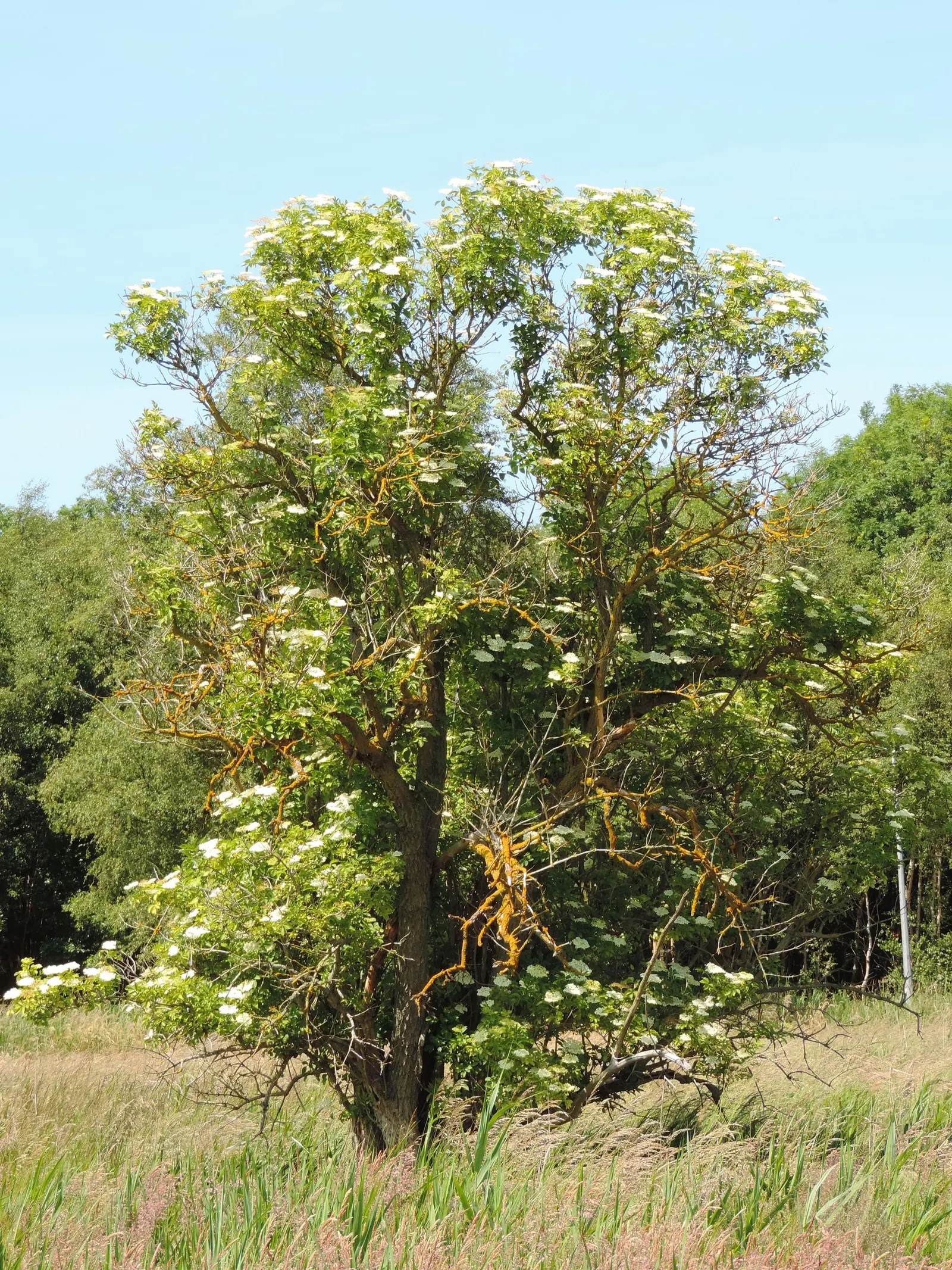 Black Elderberry (Sambucus Nigra) — featuring 5 to 7 leaflets with serrated margins; this versatile plant thrives in full sun to partial shade and, image 93