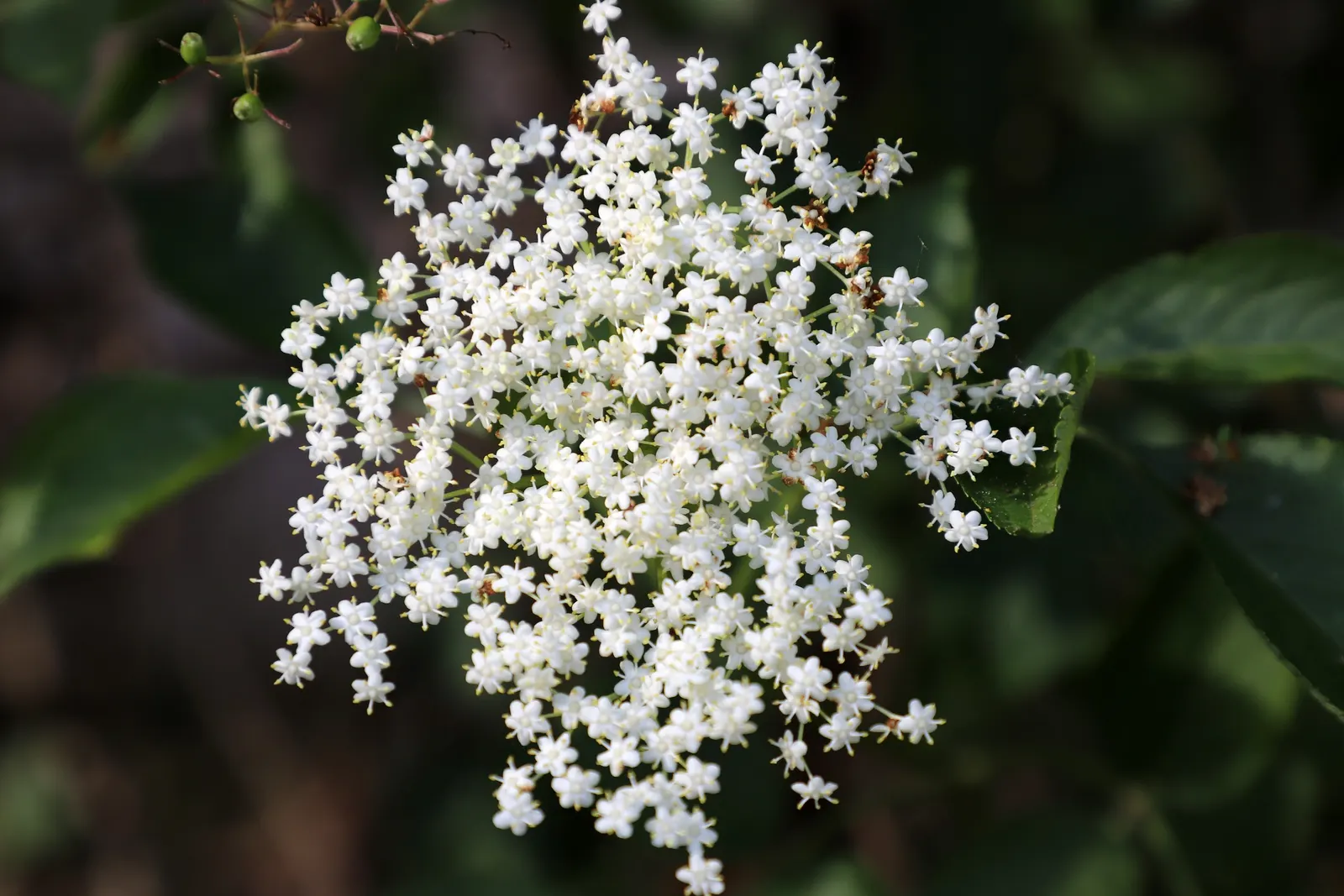 Black Elderberry (Sambucus Nigra) — These blossom clusters, or cymes, can span up to 10 inches across; this versatile plant thrives in full sun to, image 69