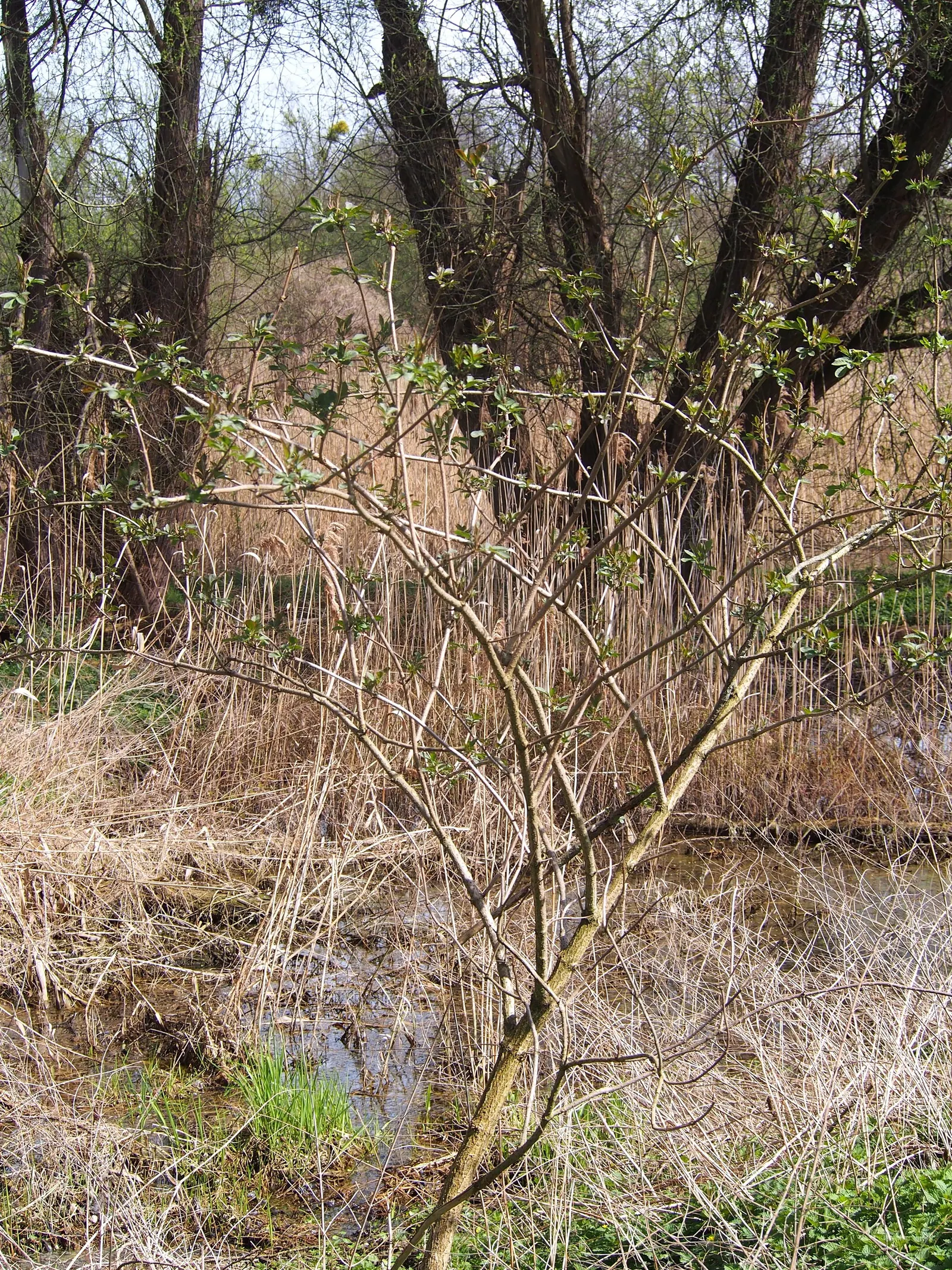 Black Elderberry (Sambucus Nigra) — Plant Black Elderberry with ample space for it to develop; it performs best in full sun to partial shade, image 79