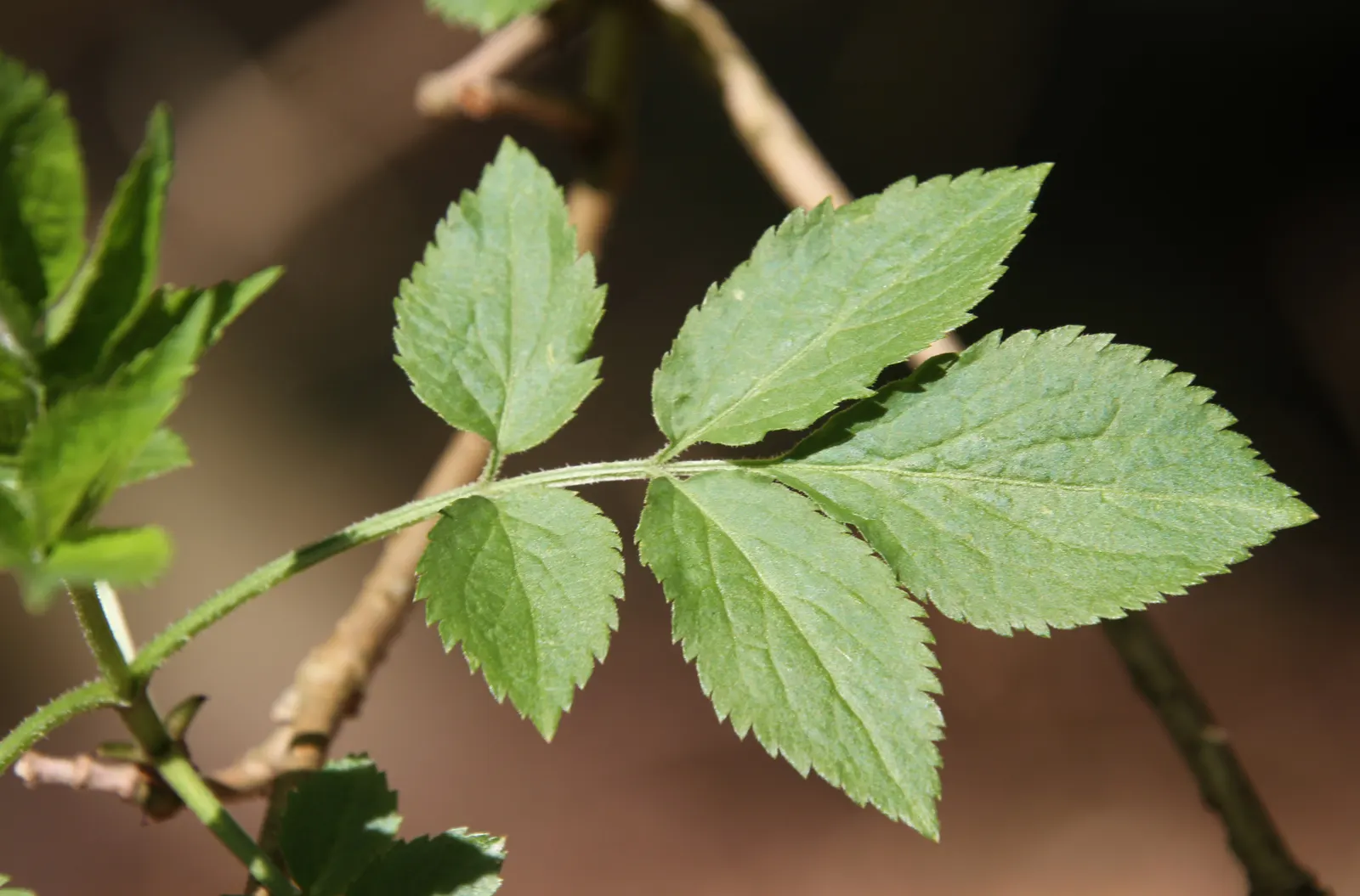 Black Elderberry (Sambucus Nigra) — this plant has the ability to tolerate a range of soil conditions; to create a naturalistic or wildlife-friendly garden