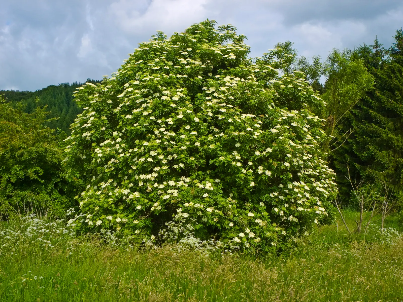 Black Elderberry (Sambucus Nigra) — to create a naturalistic or wildlife-friendly garden aesthetic; this versatile plant thrives in full sun to, image 109