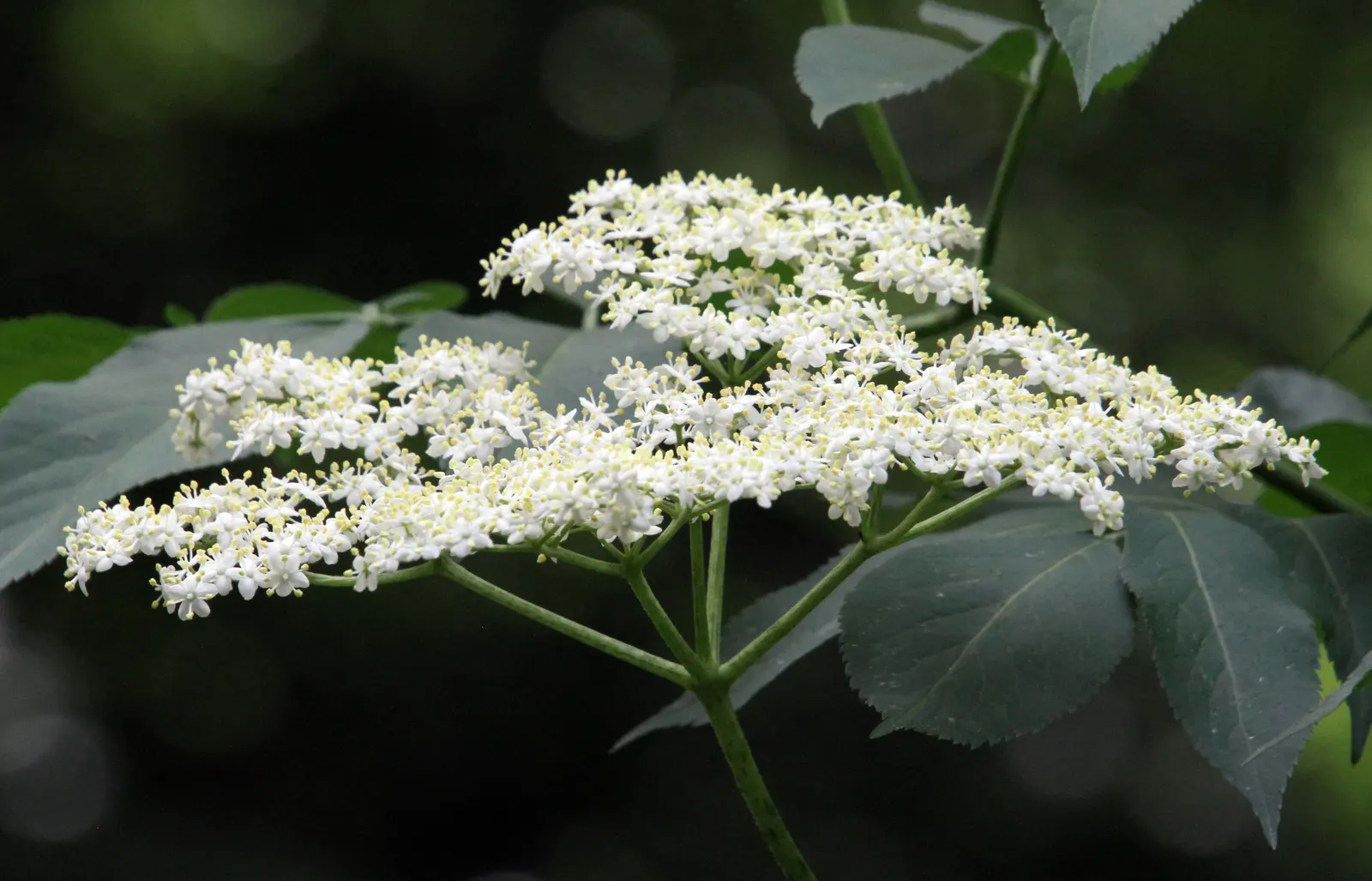 Black Elderberry (Sambucus Nigra) — purple-black berries and clusters of fragrant white flowers; sambucus nigra is bedecked with clusters of tiny, image 86