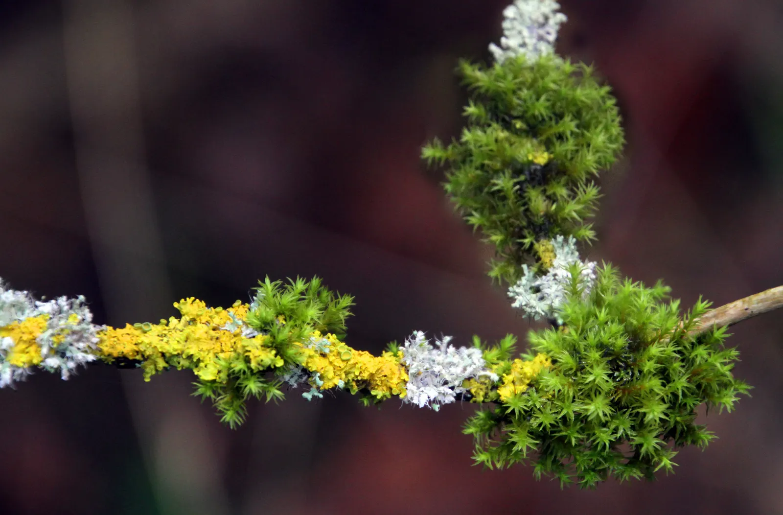 Black Elderberry (Sambucus Nigra) — These blossom clusters, or cymes, can span up to 10 inches across