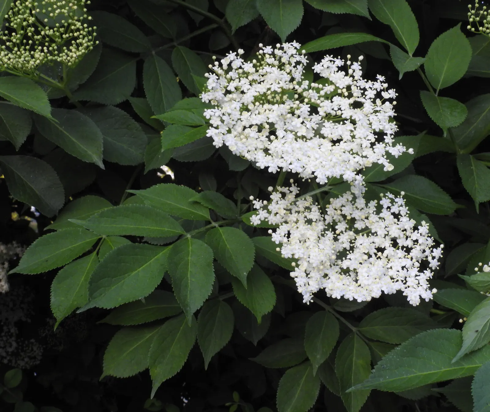 Black Elderberry (Sambucus Nigra) — each roughly 1/4 inch in diameter; to create a naturalistic or wildlife-friendly garden aesthetic