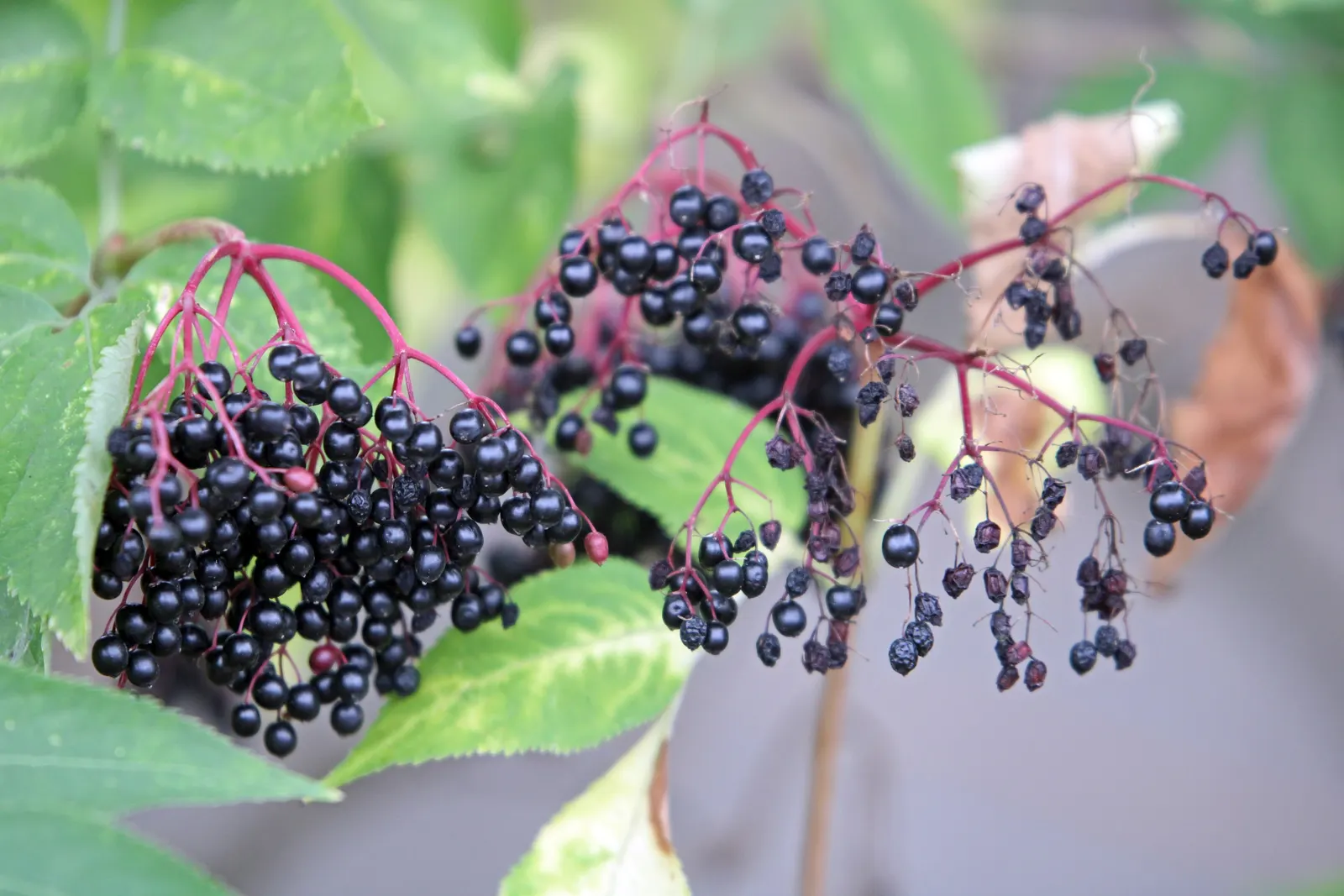 Black Elderberry (Sambucus Nigra) — making it a resilient choice for varied landscapes; sambucus nigra is bedecked with clusters of tiny, image 106