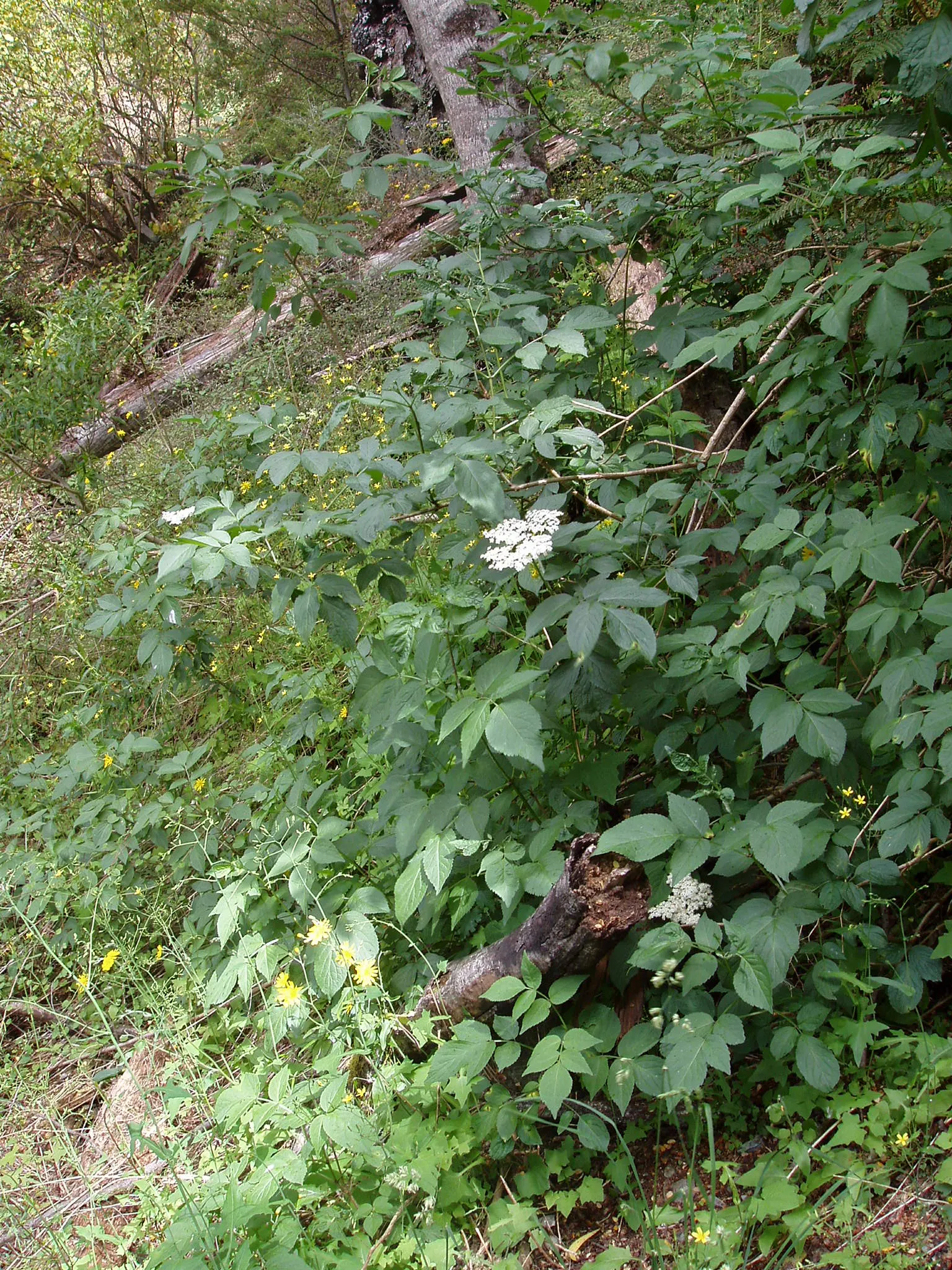 Black Elderberry (Sambucus Nigra) — This versatile plant thrives in full sun to partial shade and tolerates a range of soil conditions; to create a, image 60