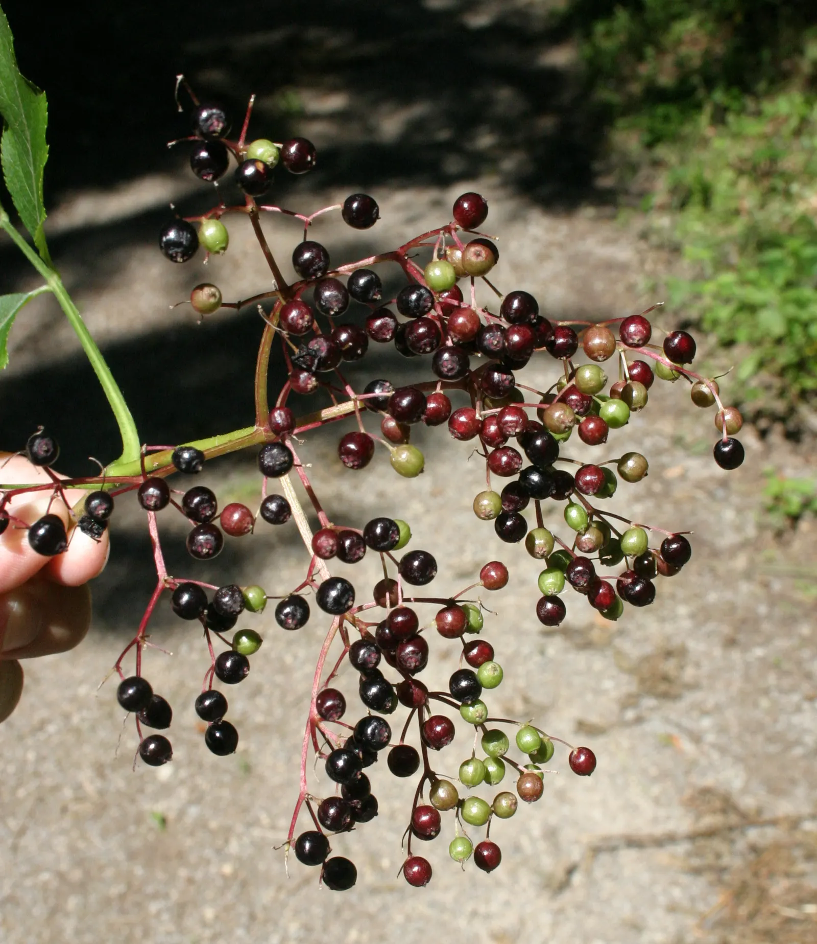 Black Elderberry (Sambucus Nigra) — including both wet and dry sites