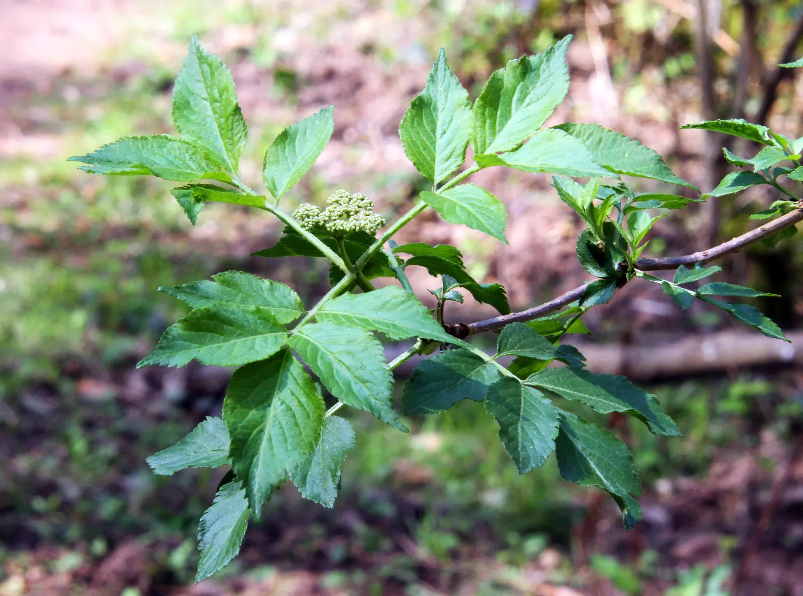 Black Elderberry (Sambucus Nigra) — moist soil rich in organic matter; this versatile plant thrives in full sun to partial shade and tolerates a, image 101