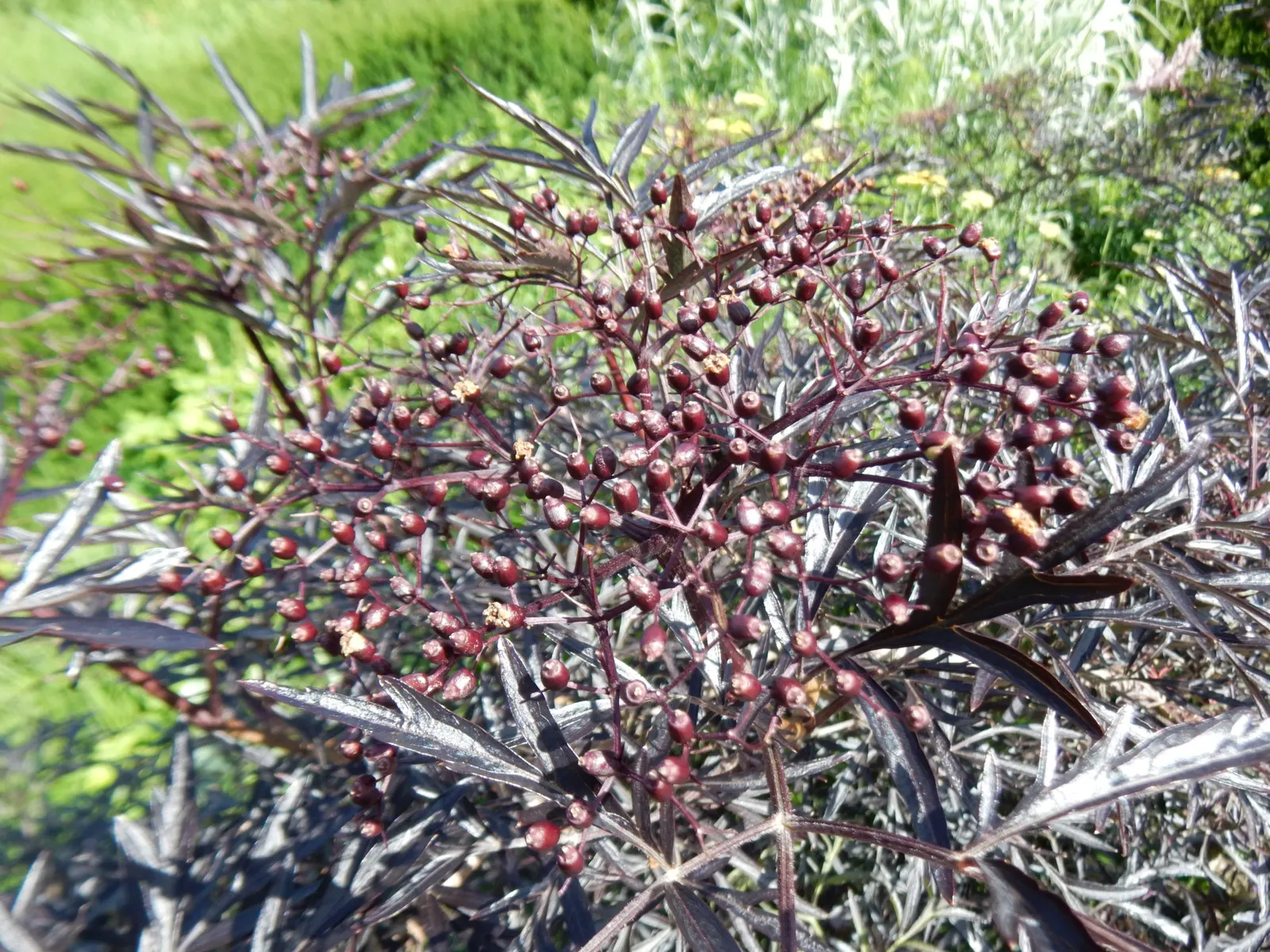 Black Elderberry (Sambucus Nigra) — Sambucus nigra is bedecked with clusters of tiny; it performs best in full sun to partial shade, image 95
