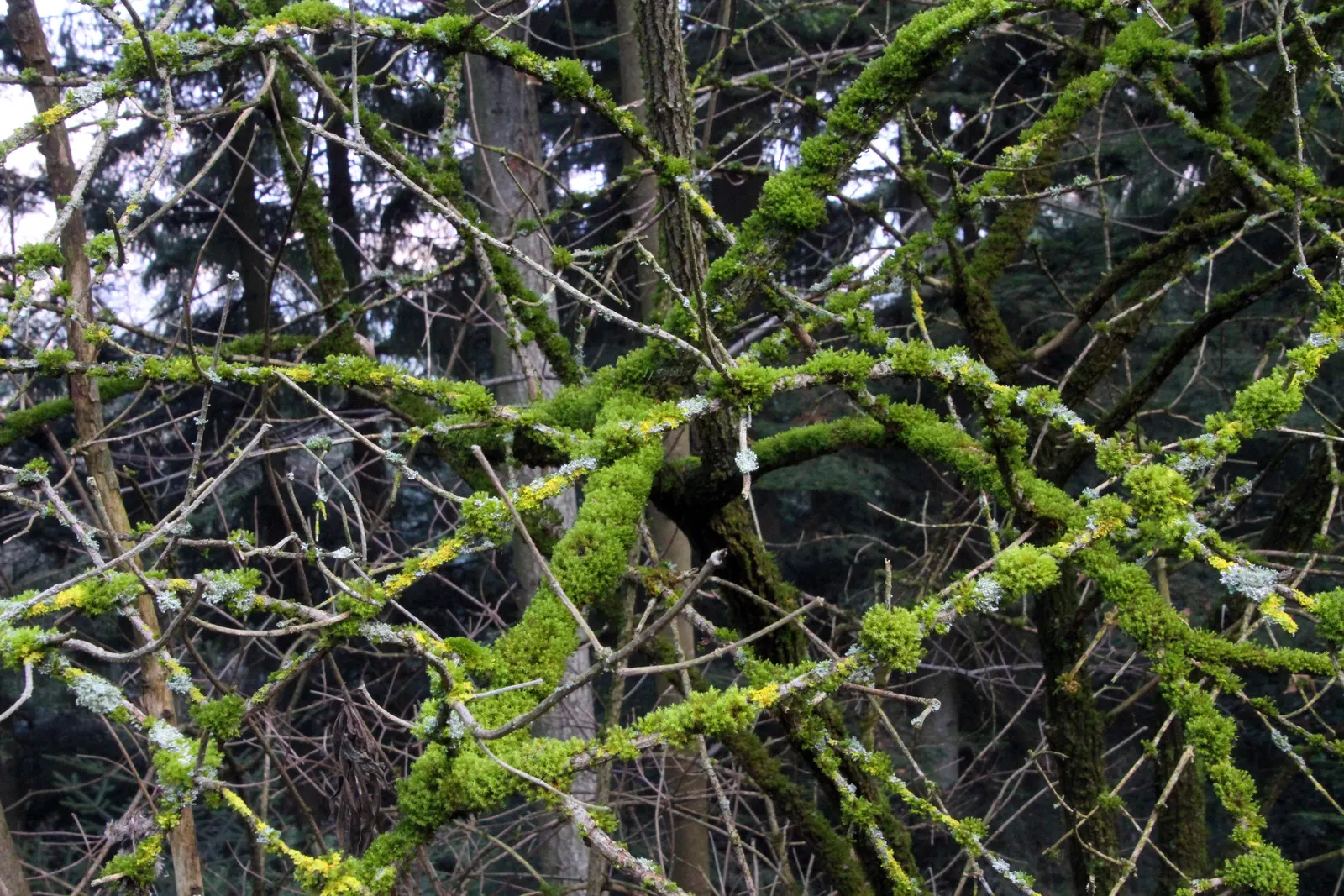 Black Elderberry (Sambucus Nigra) — This plant typically reaches a mature height of 6 to 12 feet and can spread equally wide; it performs best in, image 63