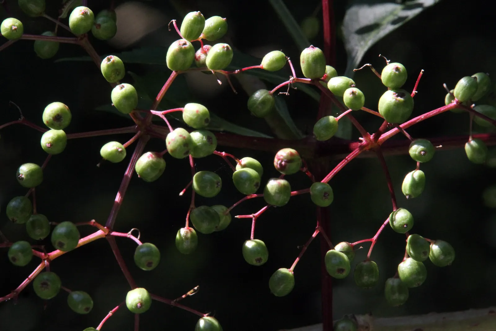 Black Elderberry (Sambucus Nigra) — Berries and flowers are valued for culinary and medicinal uses, attracting birds and beneficial insects; this versatile