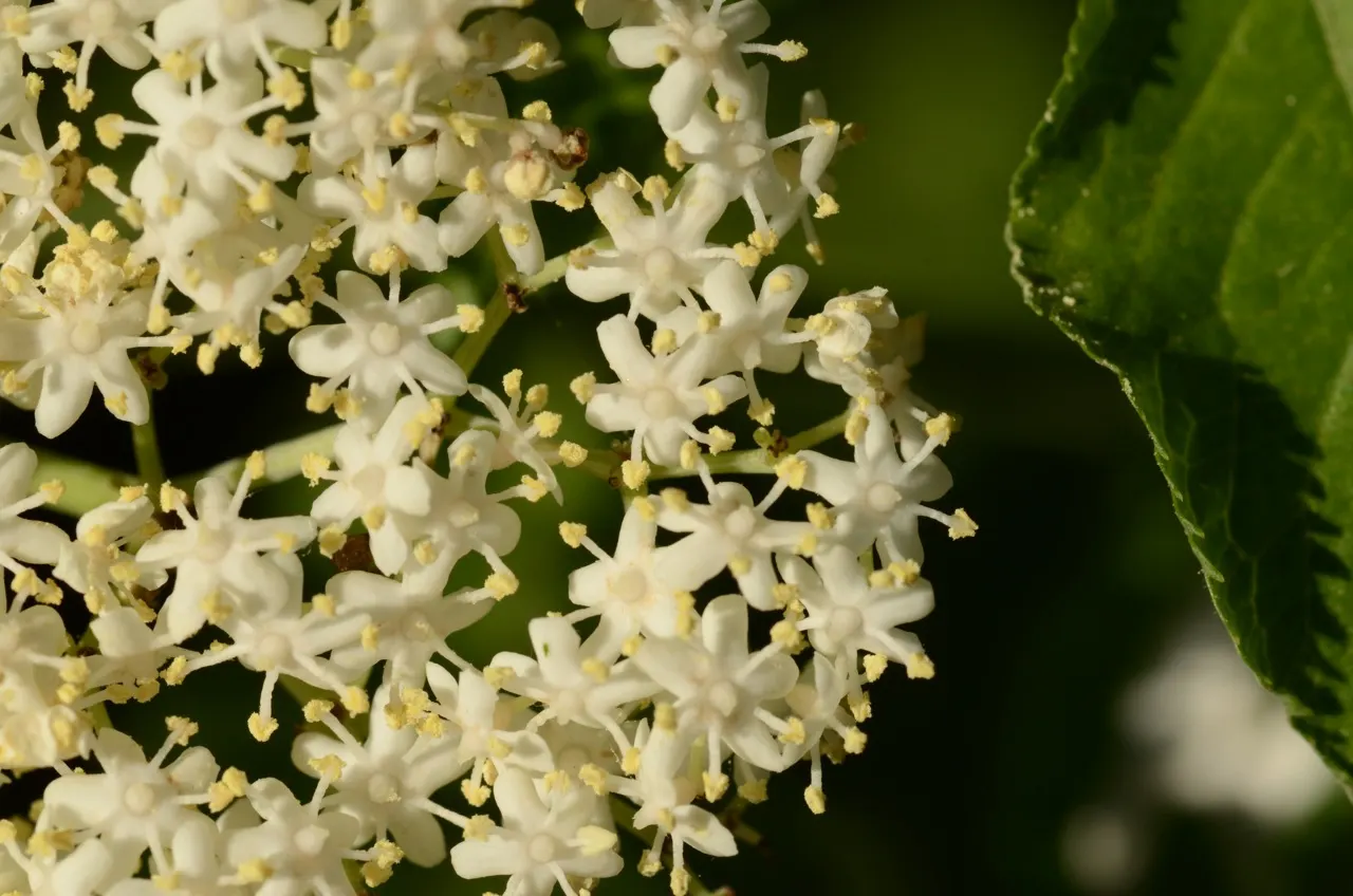 Black Elderberry (Sambucus Nigra) — Sambucus nigra is bedecked with clusters of tiny; it performs best in full sun to partial shade, image 123