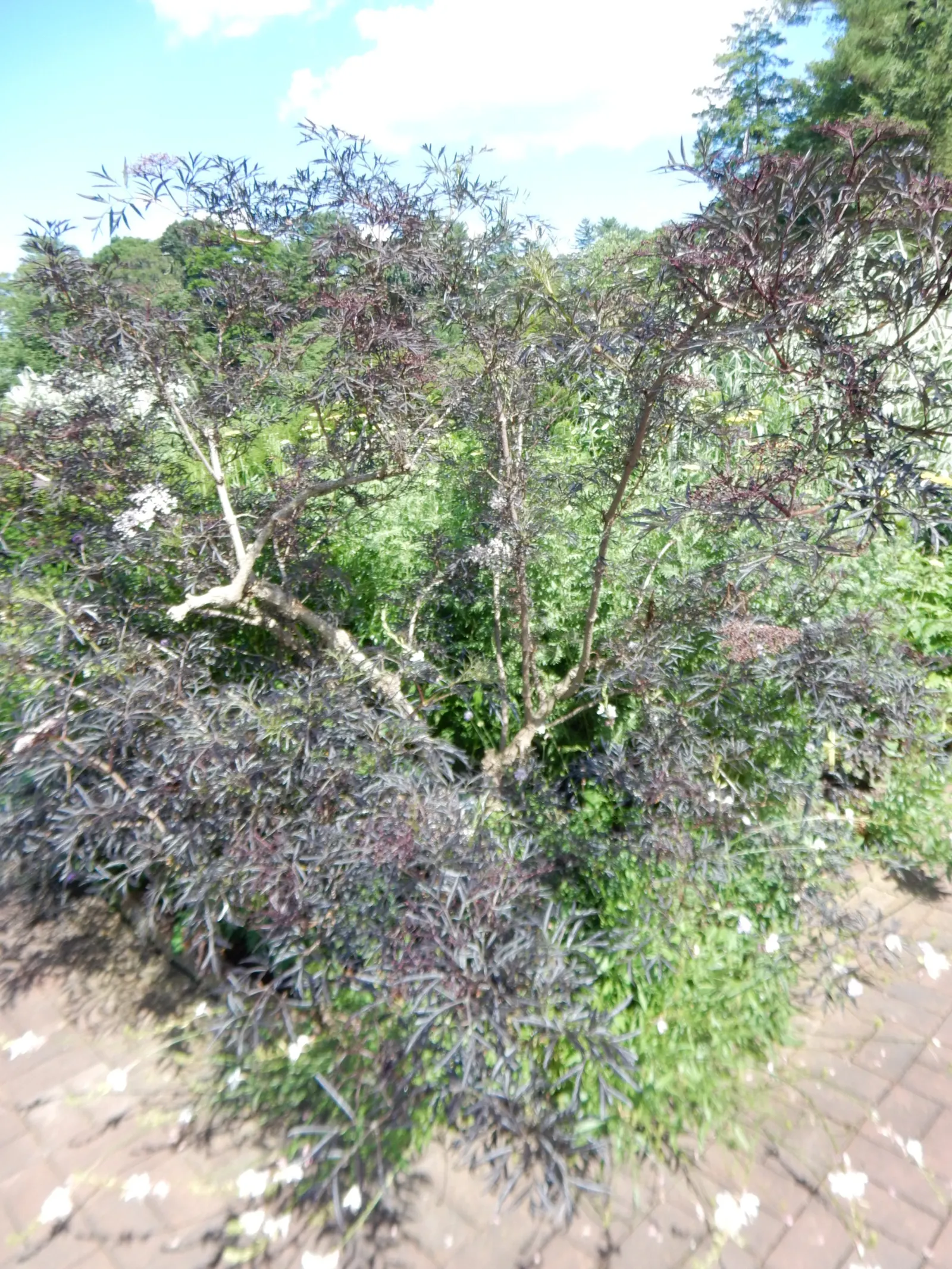 Black Elderberry (Sambucus Nigra) — This plant typically reaches a mature height of 6 to 12 feet and can spread equally wide; it performs best in, image 119